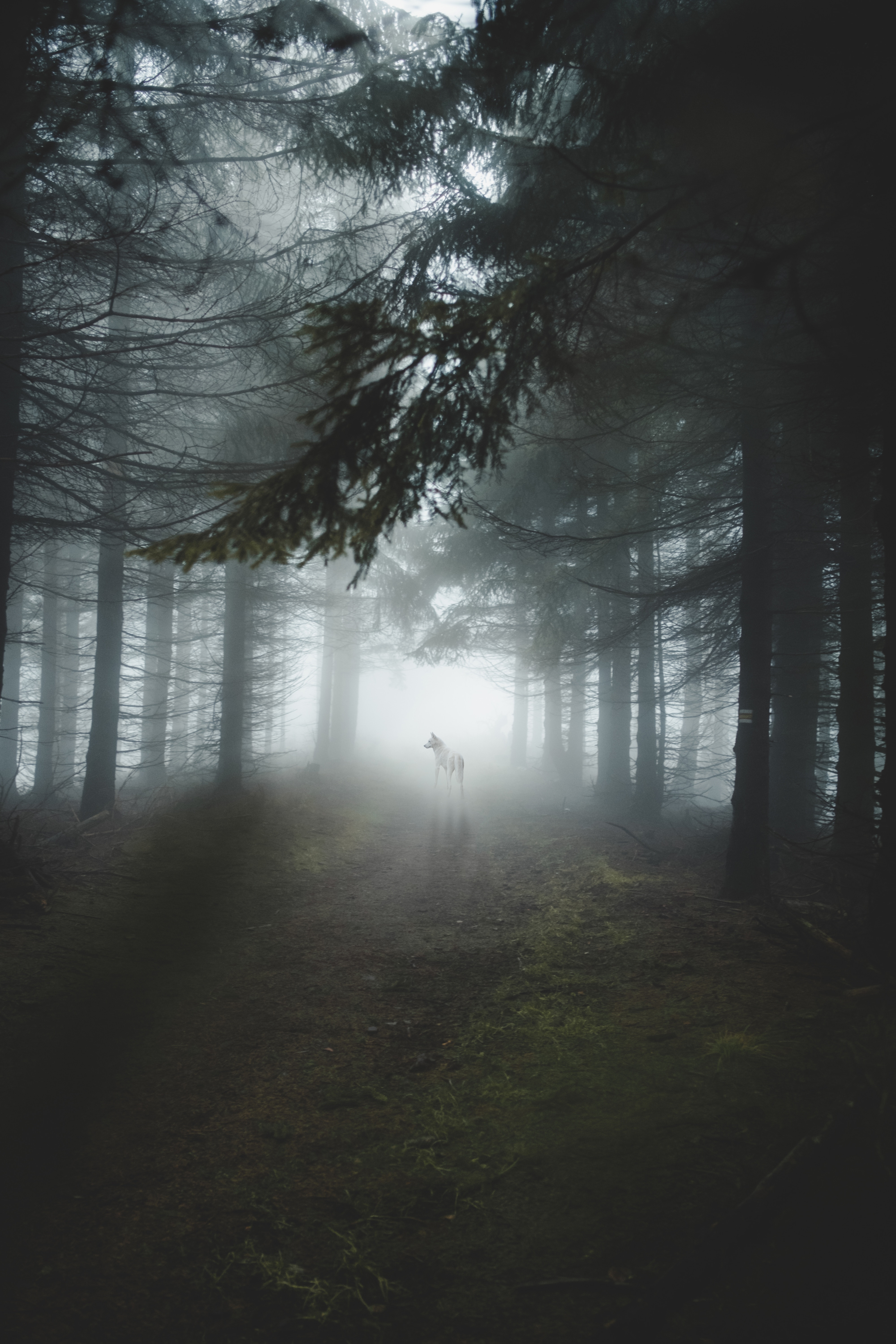 light, dog, forest, wolf, fog, nature, trees, shine Phone Background