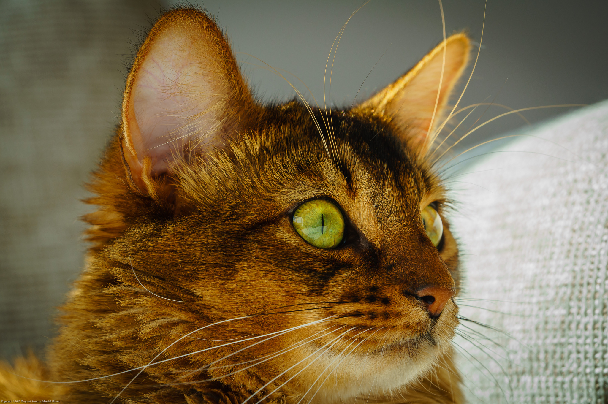 muzzle, cat, green eyes, animals Windows Mobile Wallpaper