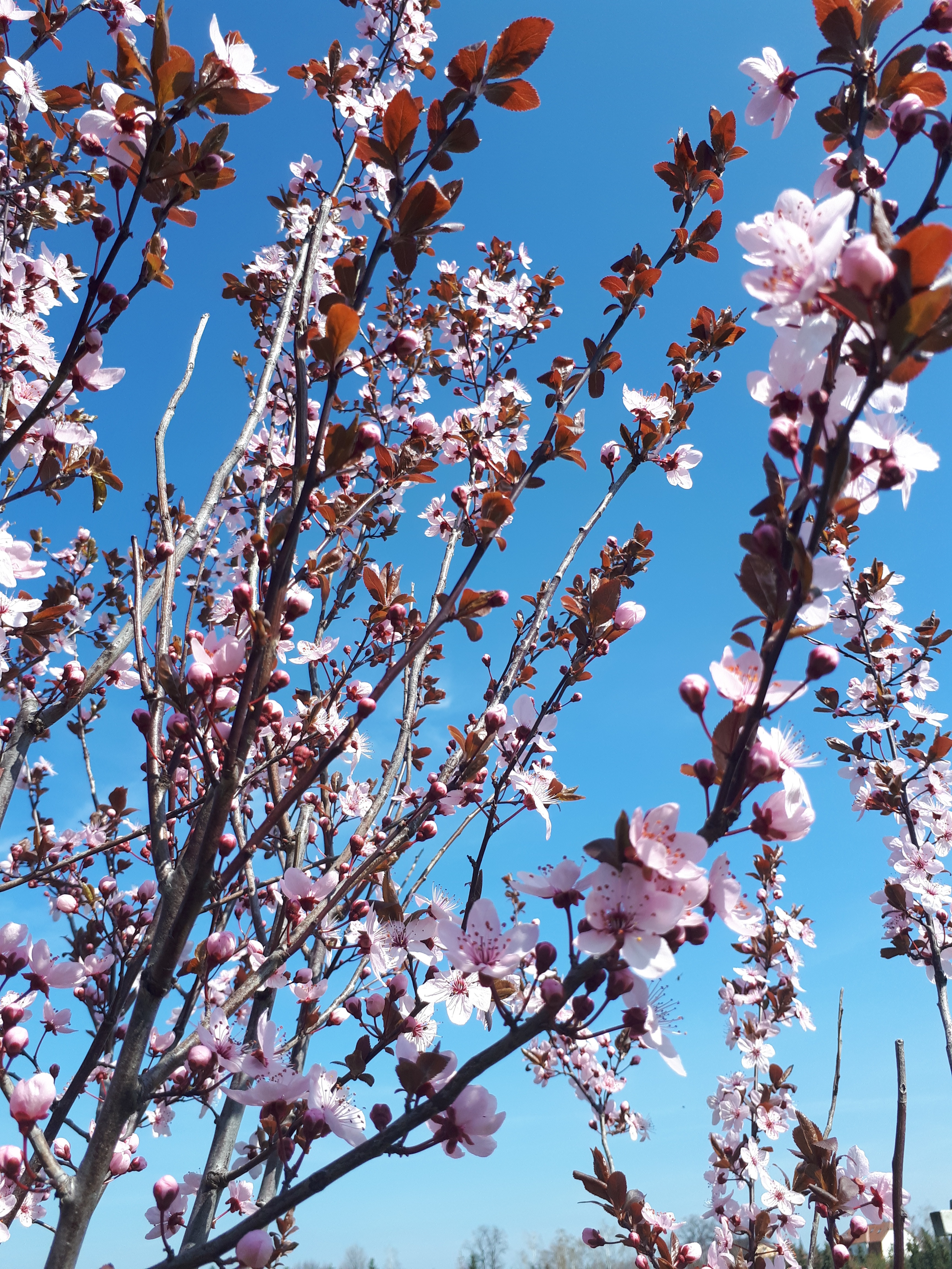 tender, flowers, pink, sakura, branches, blooms cellphone