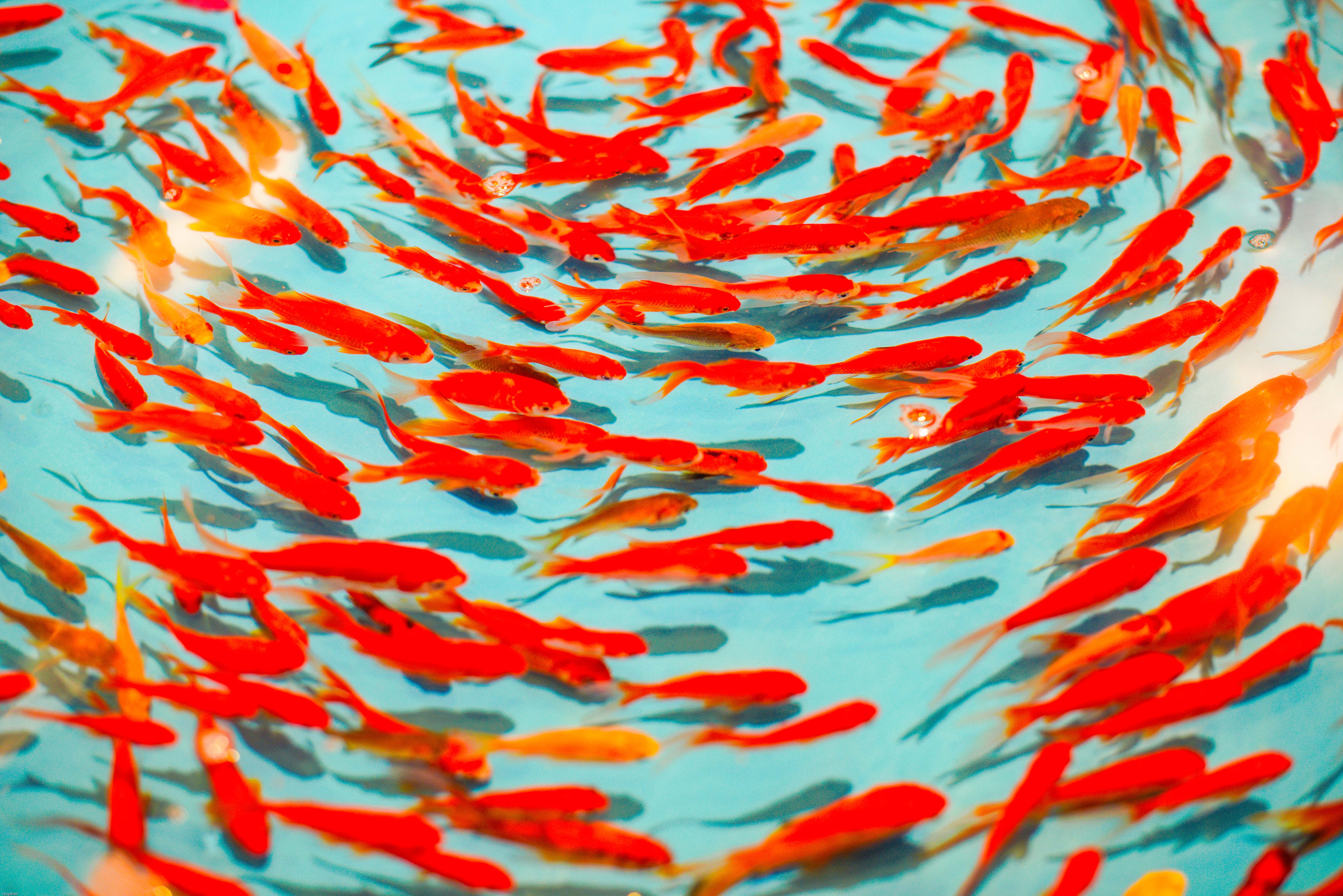 154707 Screensavers and Wallpapers Fish for phone. Download animals, water, red, to swim, swim, fish pictures for free