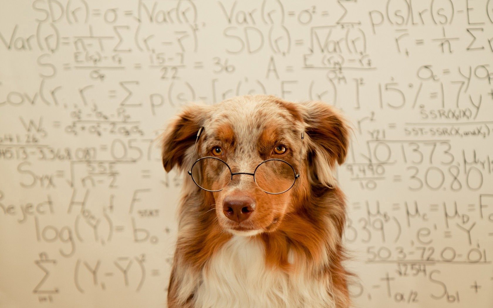 Mobile HD Wallpaper Spectacles dog, animals, glasses, background