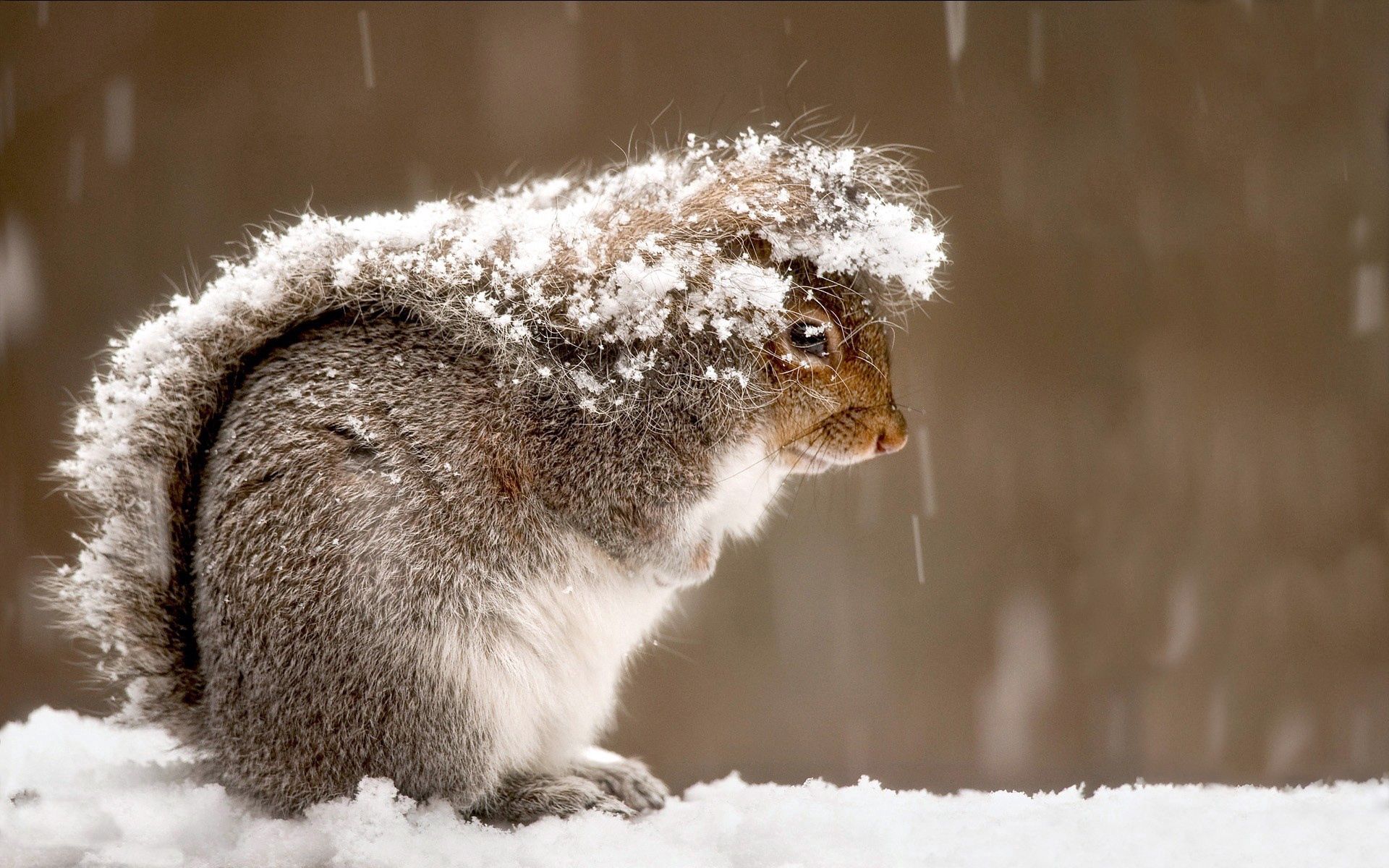 Laden Sie das Tiere, Eichhörnchen, Schnee, Kalt-Bild kostenlos auf Ihren PC-Desktop herunter