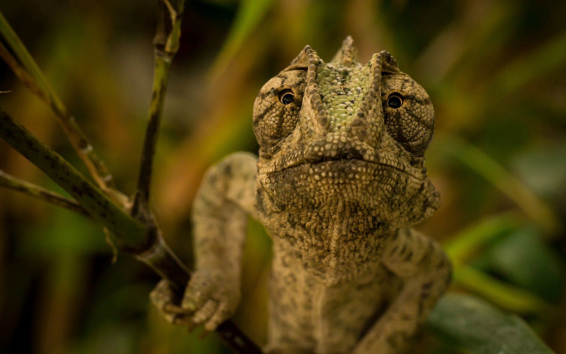 Laden Sie das Reptil, Tiere, Reptile, Chamäleon, Kopf-Bild kostenlos auf Ihren PC-Desktop herunter