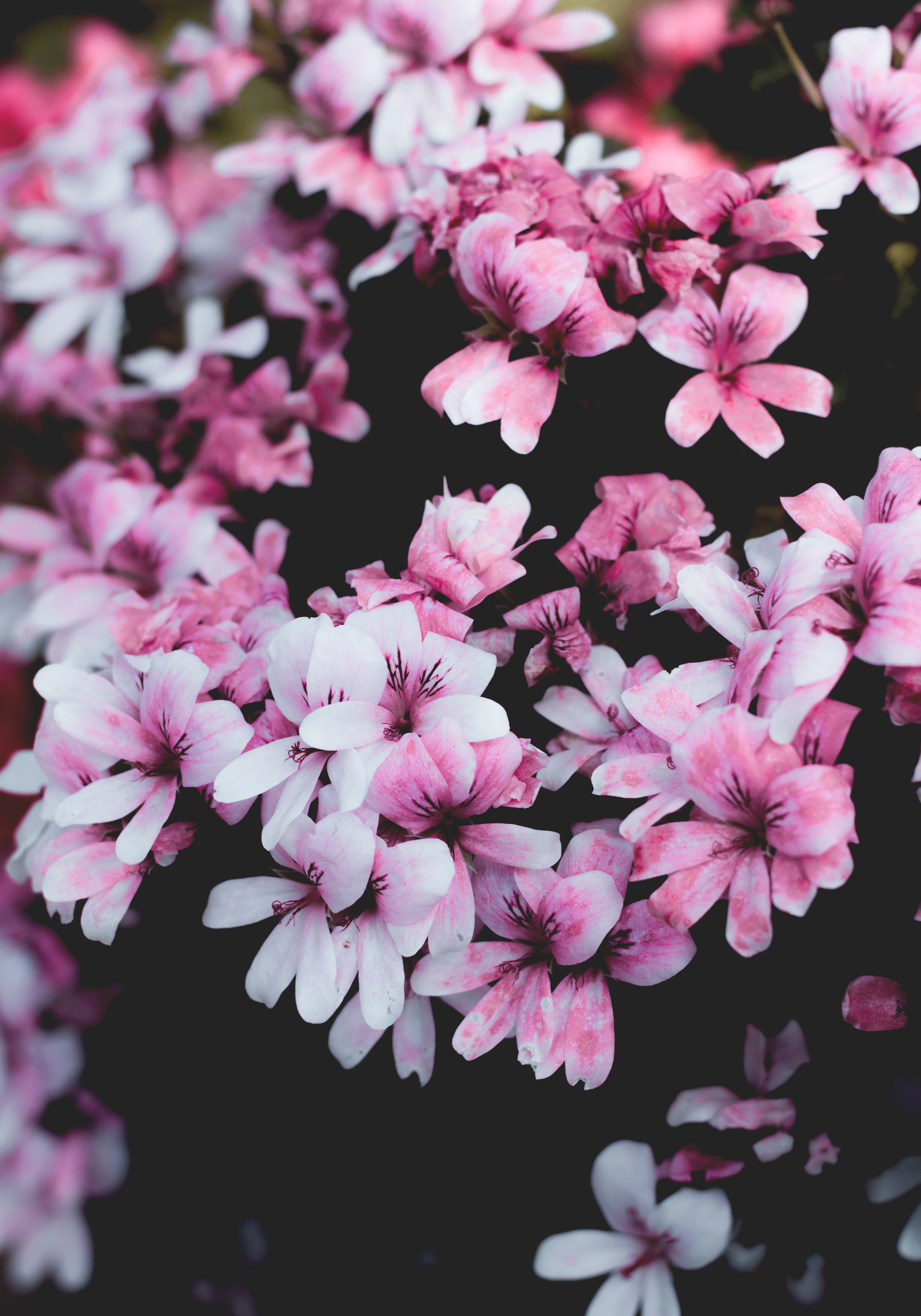 pink, flowers, bush, bloom, flowering, geranium 1080p