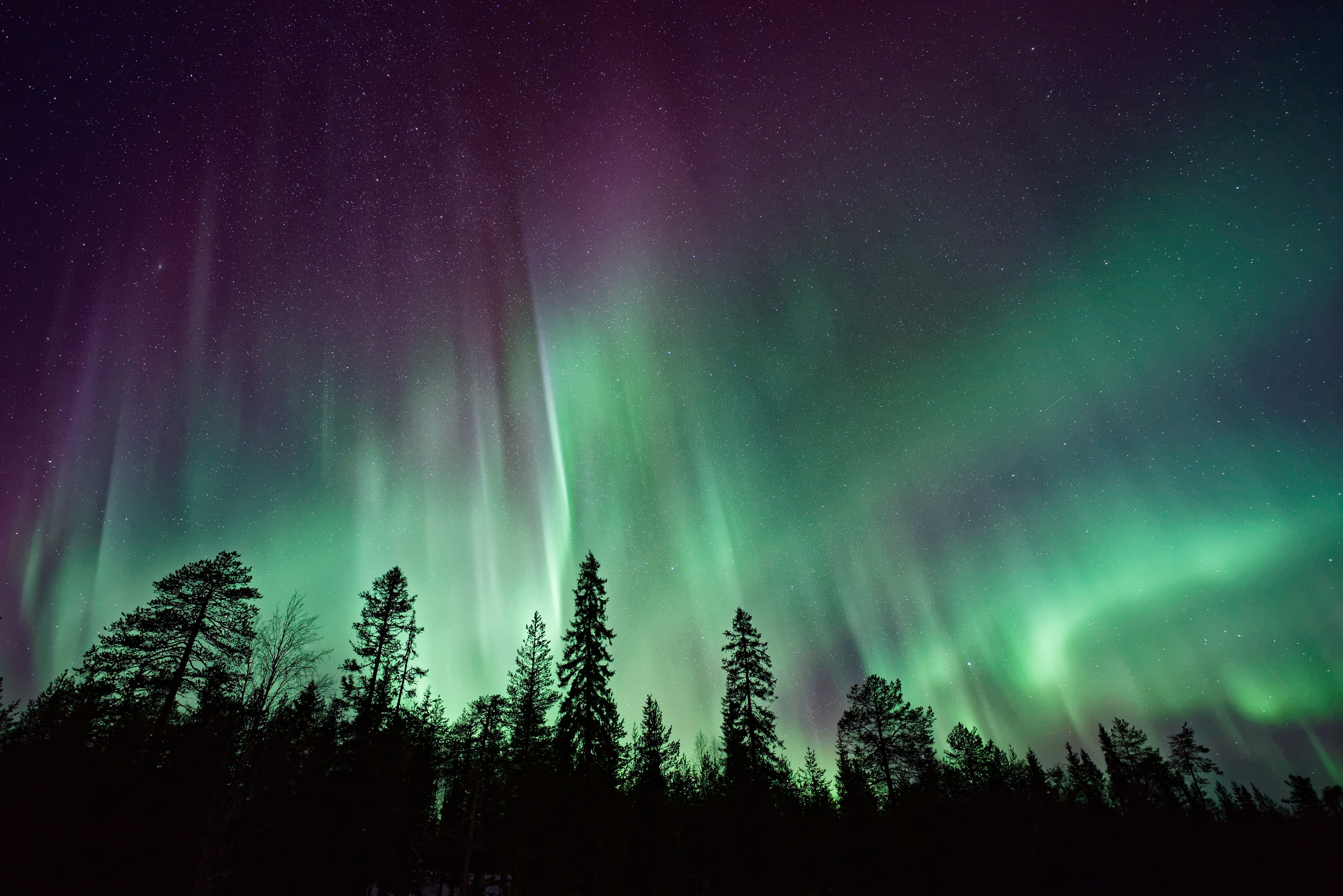 32k Wallpaper Aurora Borealis stars, trees, sky, nature
