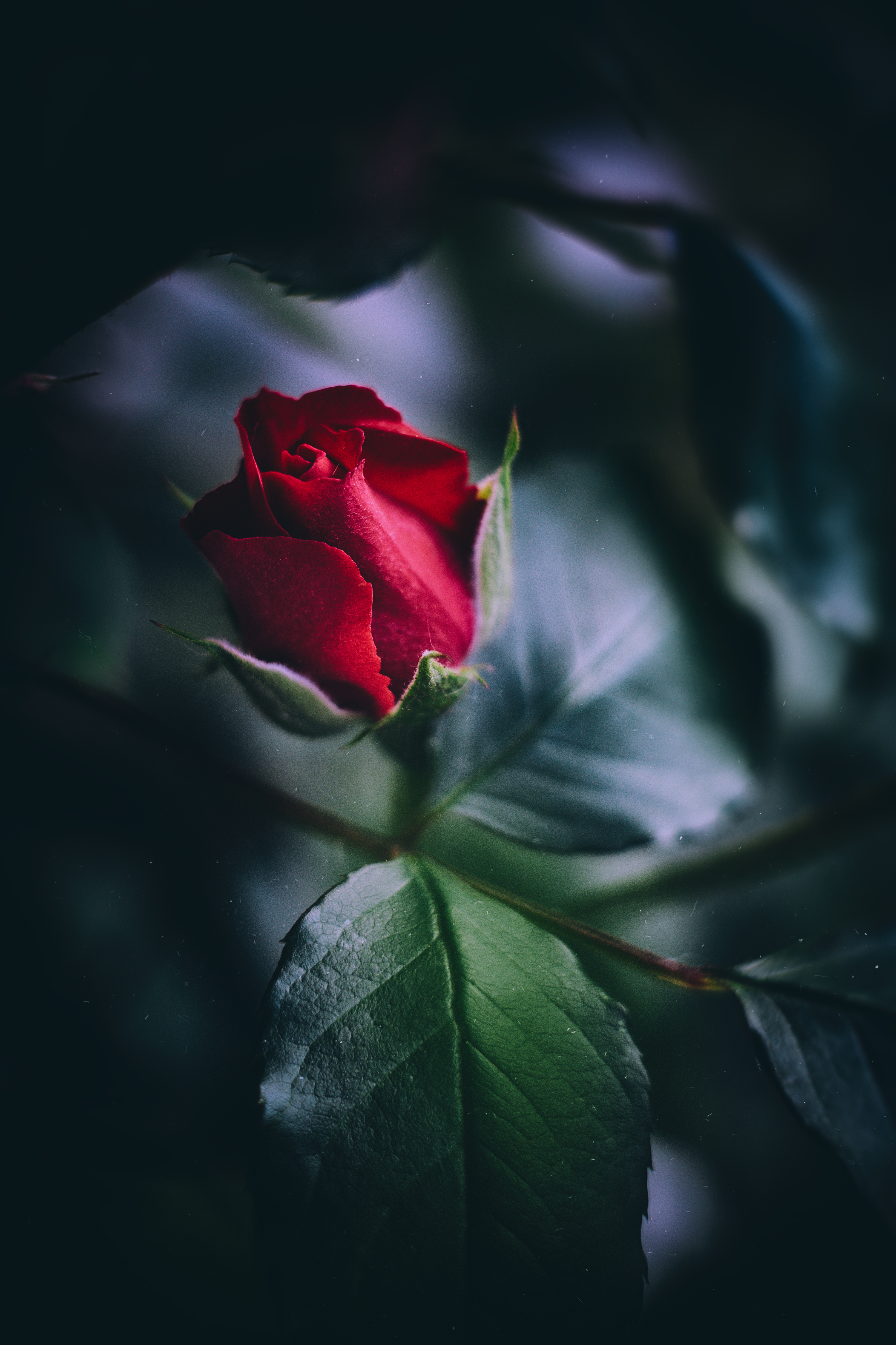 Desktop Backgrounds Rose Flower 