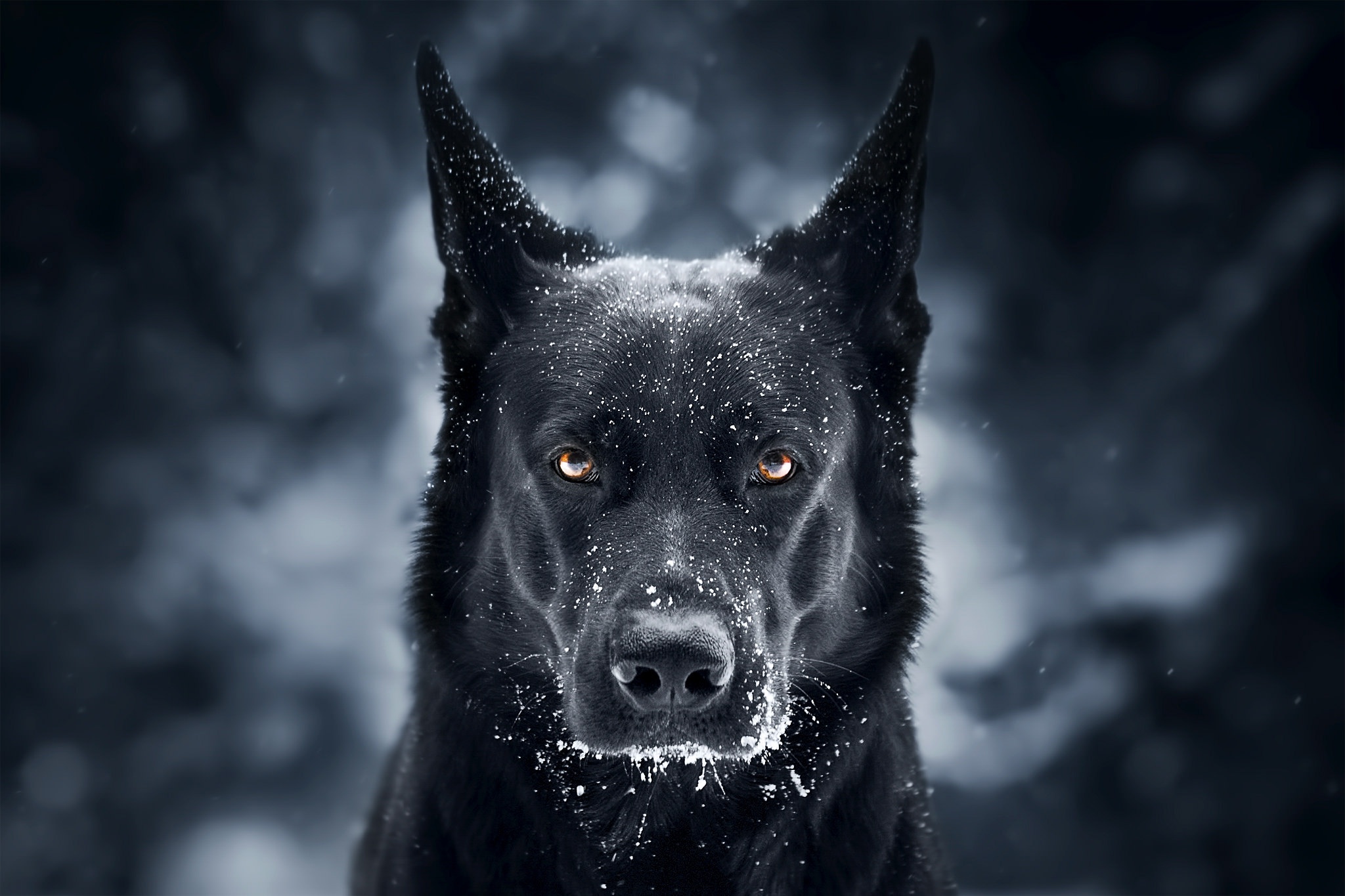 german shepherd, dog, snowfall, dogs, muzzle, animal, stare