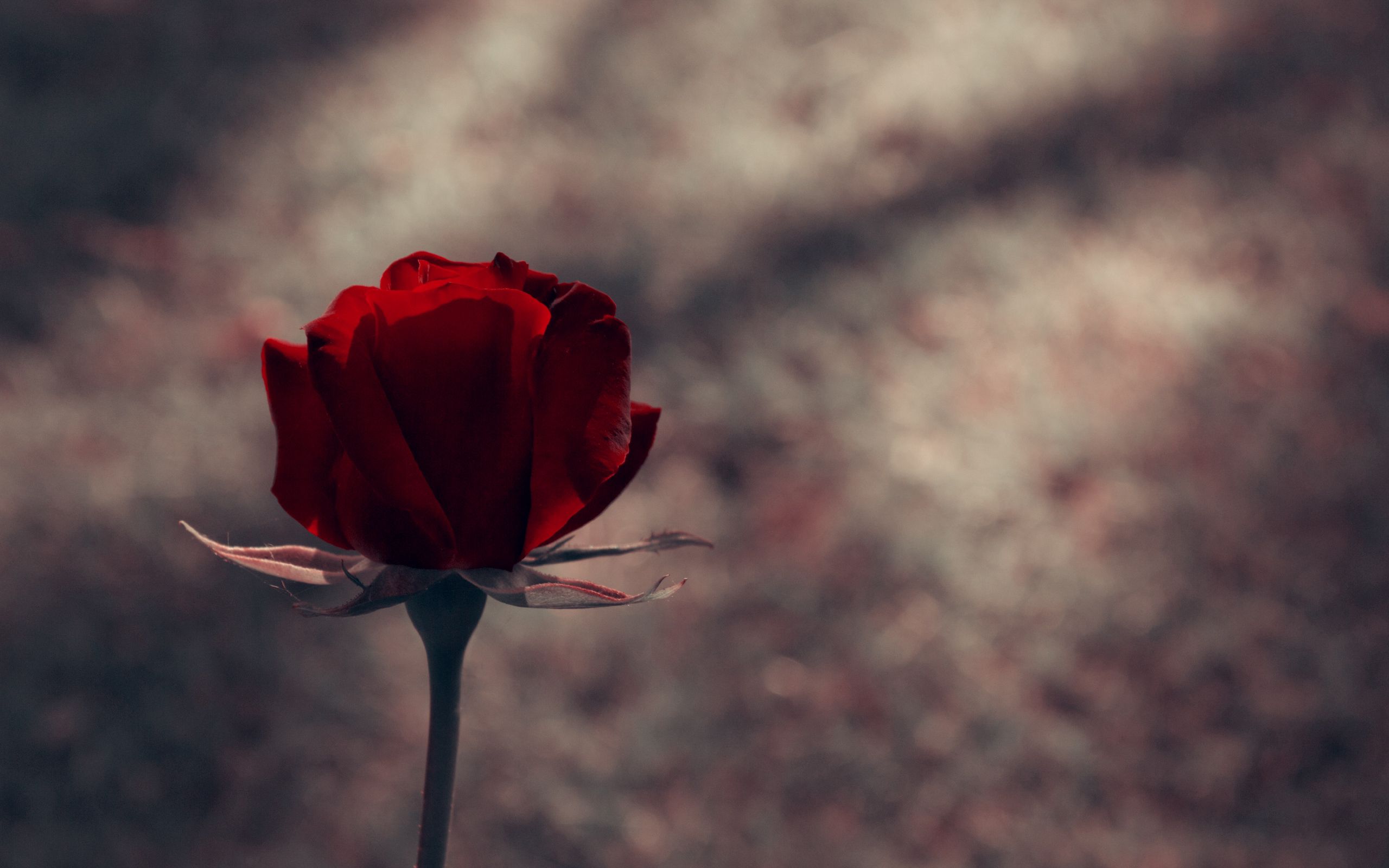 Mobile Wallpaper: Free HD Download [HQ] rose, bud, red, rose flower