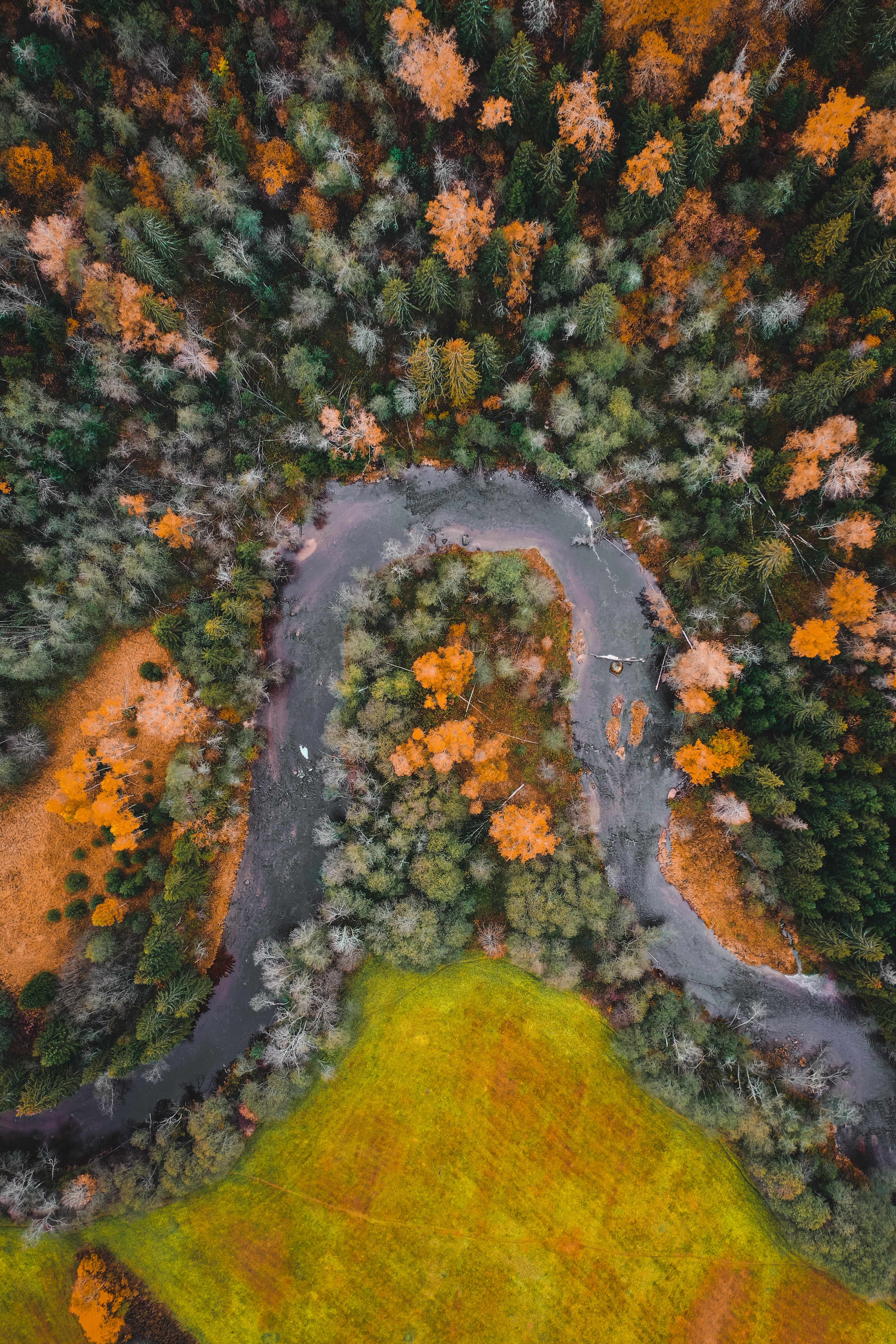 forest, nature, rivers, autumn, view from above 8K