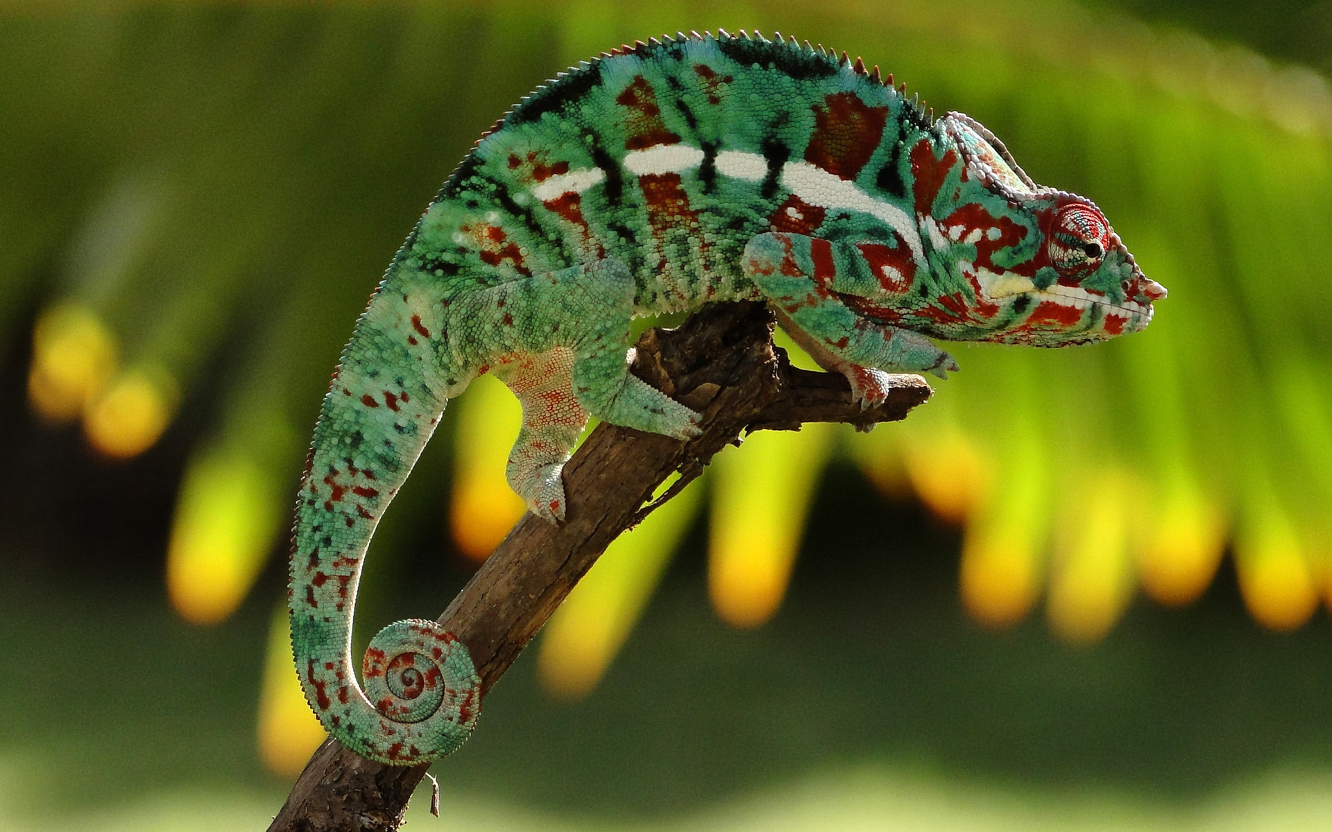 animal, chameleon, lizard, reptiles