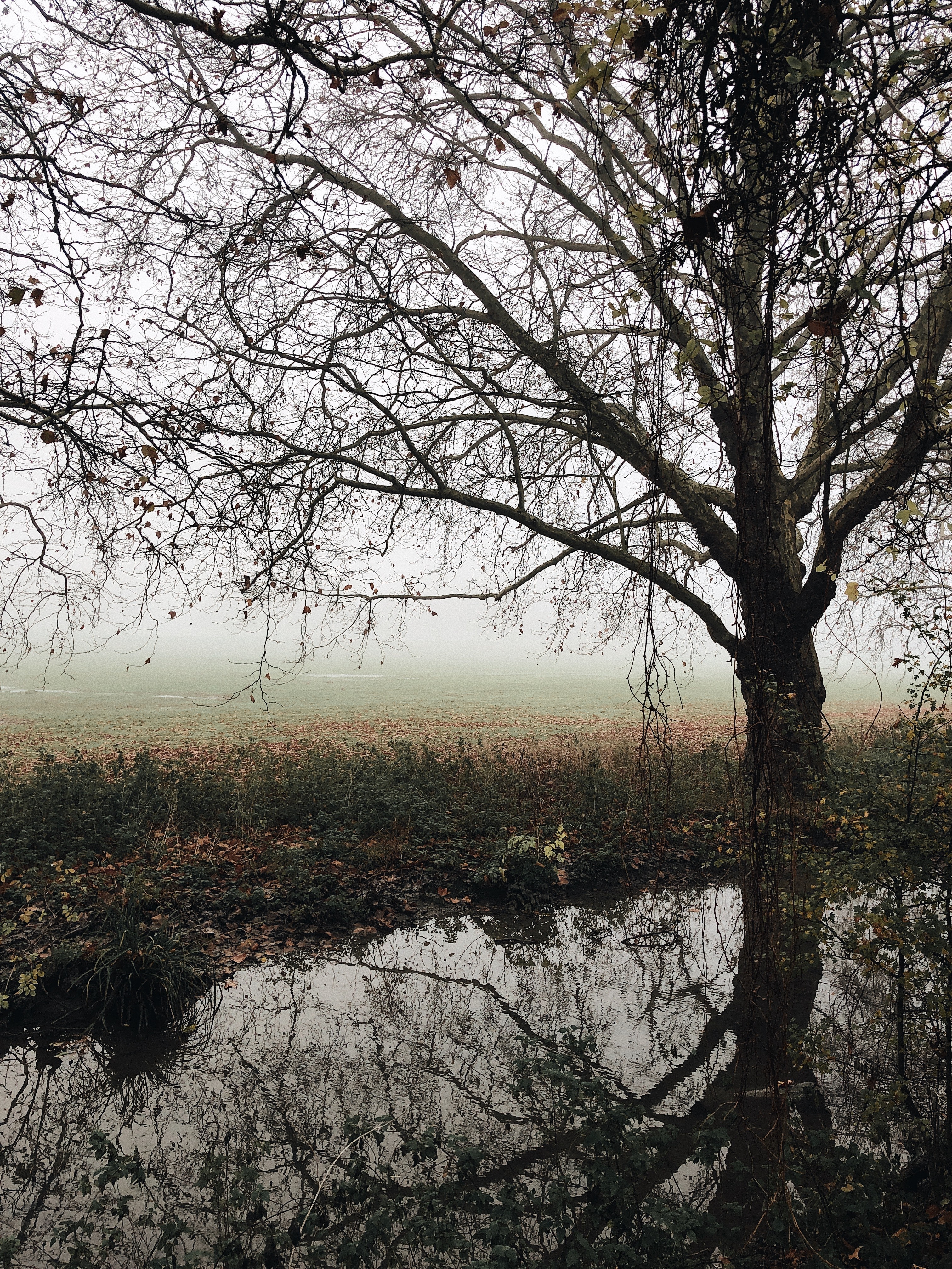 nature, rivers, autumn, wood, tree, fog, foliage, fallen, melancholy Smartphone Background