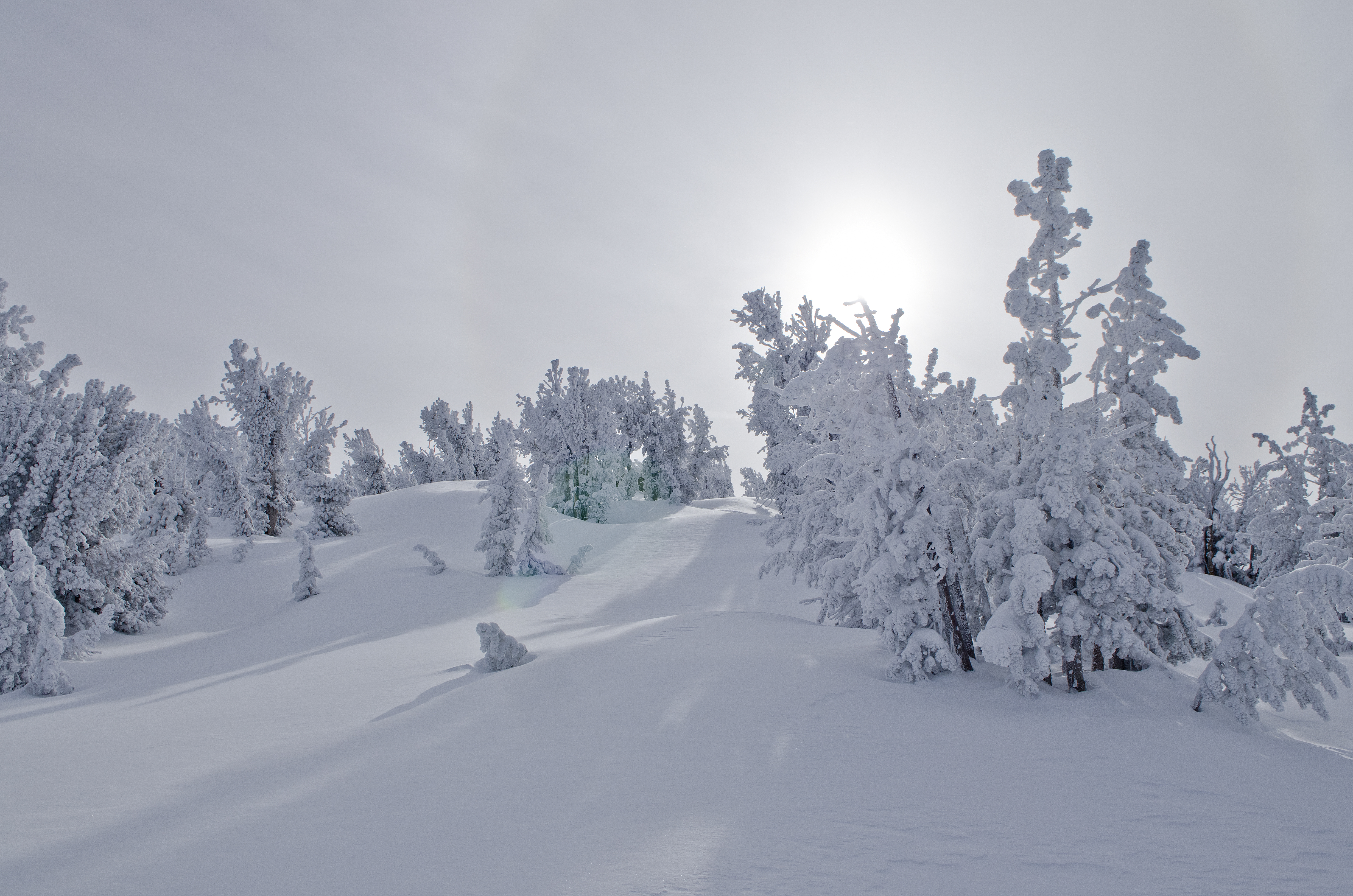 Ultra HD 4K winter, snow, trees, nature