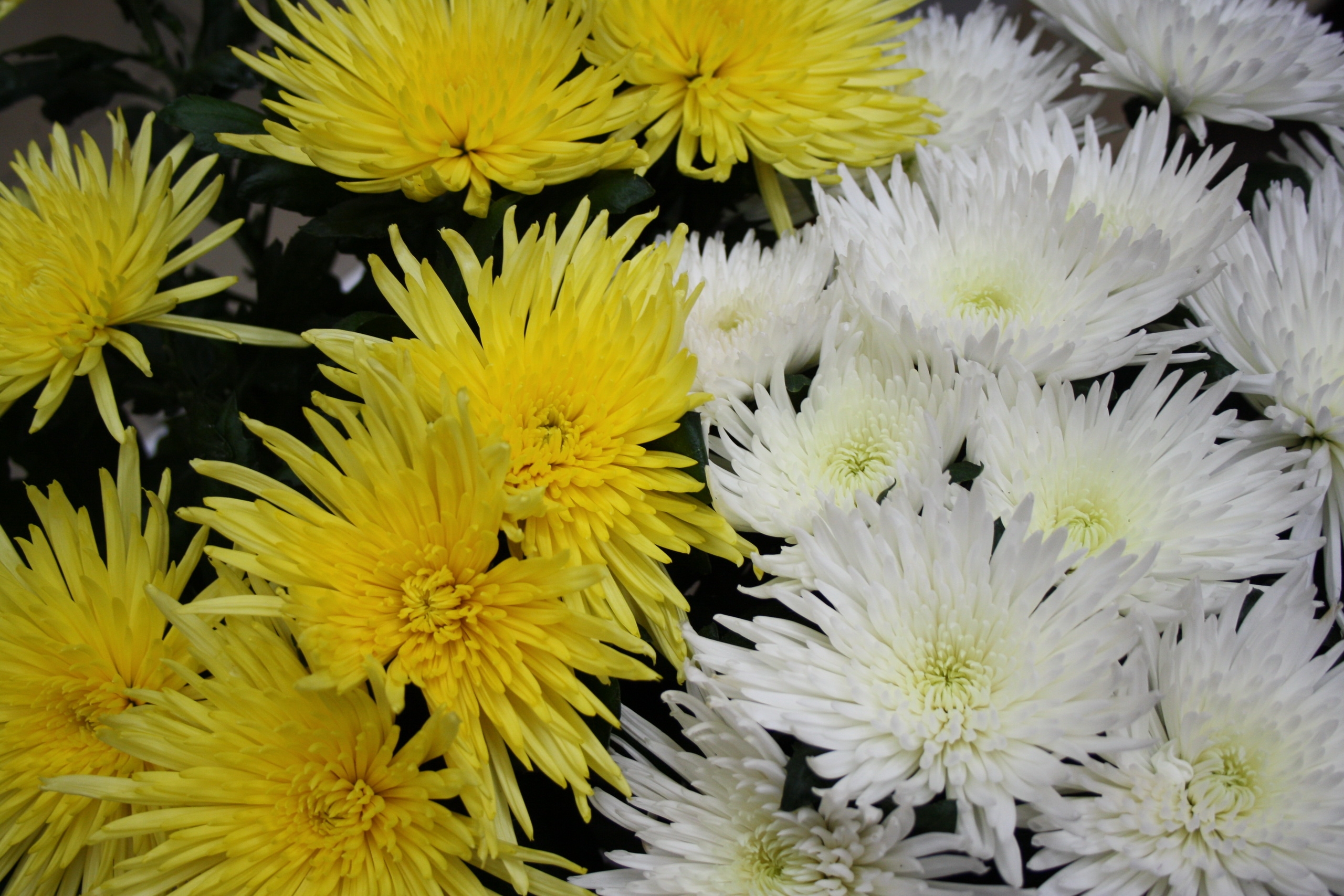 58324 Hintergrundbild herunterladen blumen, chrysantheme, weiß, gelb, nahaufnahme, nahansicht - Bildschirmschoner und Bilder kostenlos