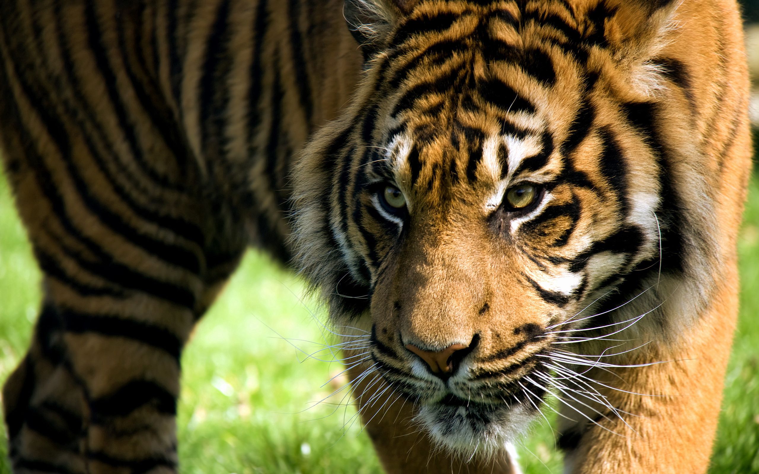 65616 Bild herunterladen tiere, aggression, gestreift, tiger, zorn, wut, amur-tiger - Hintergrundbilder und Bildschirmschoner kostenlos