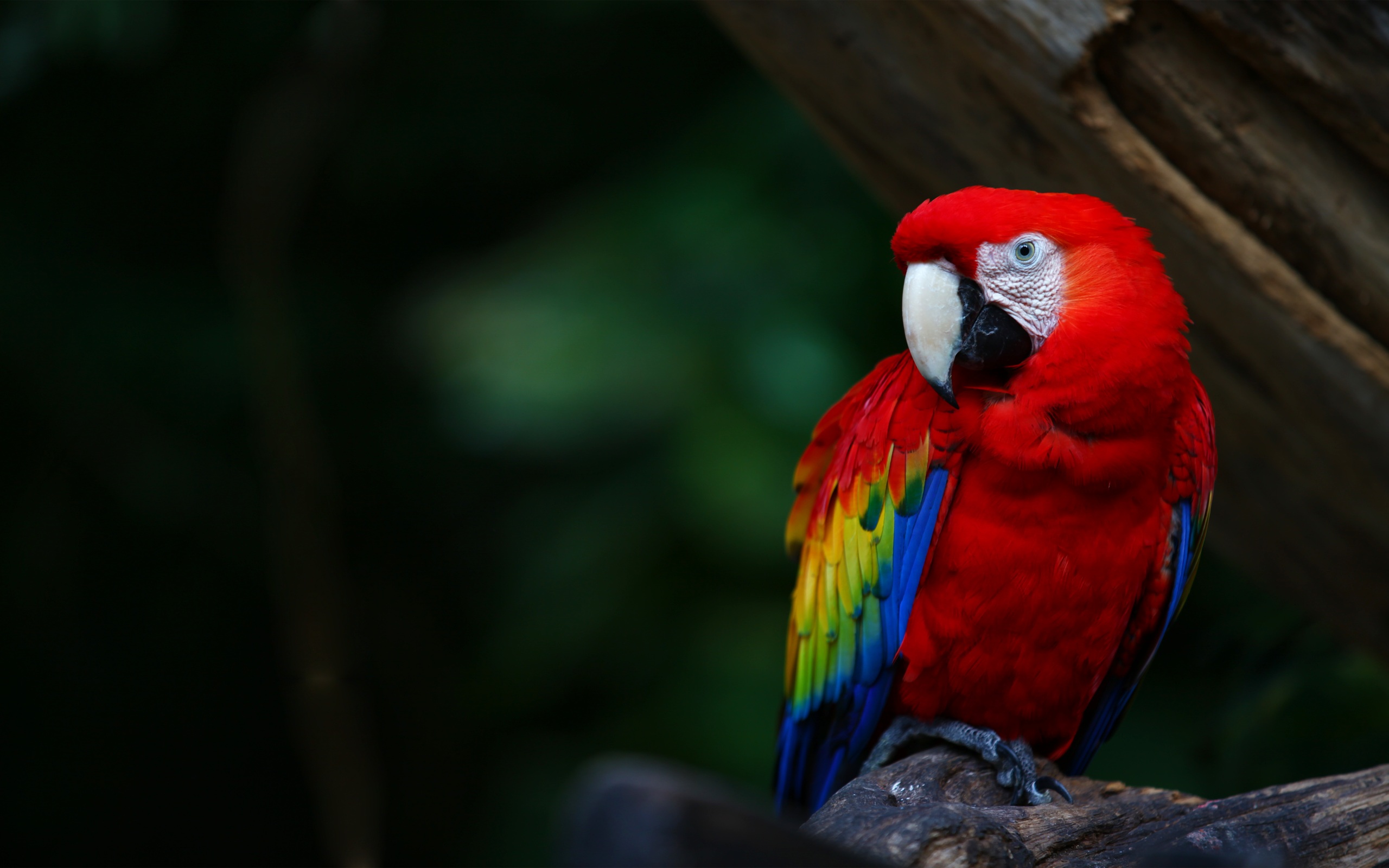 Free Scarlet Macaw Wallpapers
