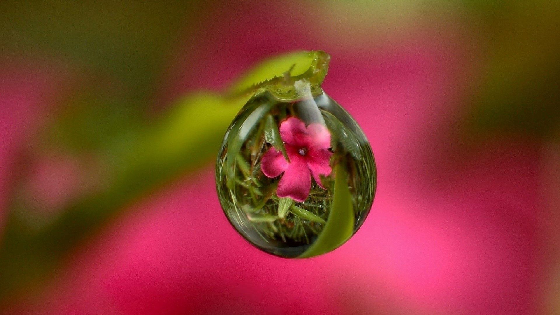124931 download wallpaper reflection, flower, macro, drop, stem, stalk screensavers and pictures for free