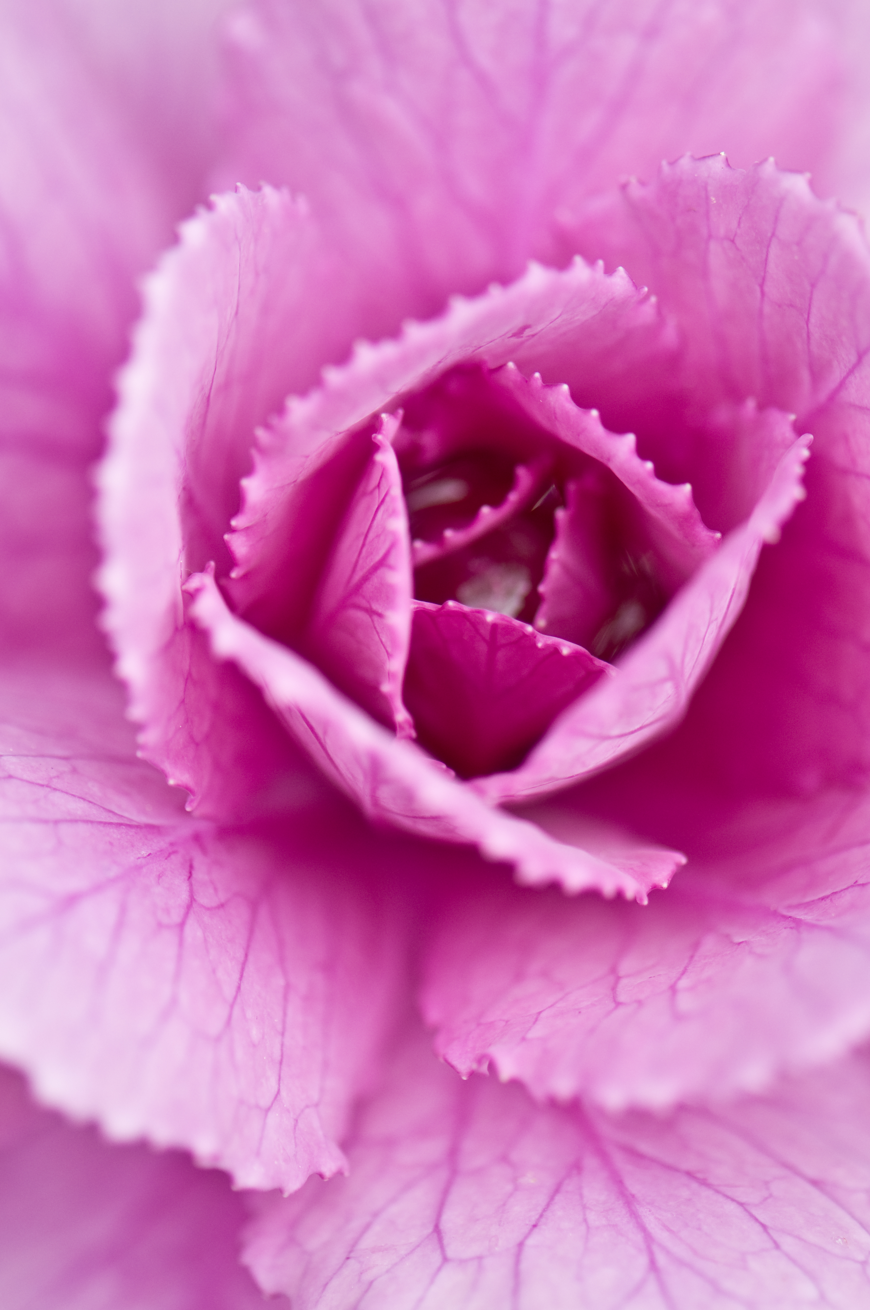 macro, petals, close-up, cabbage 3d Wallpaper