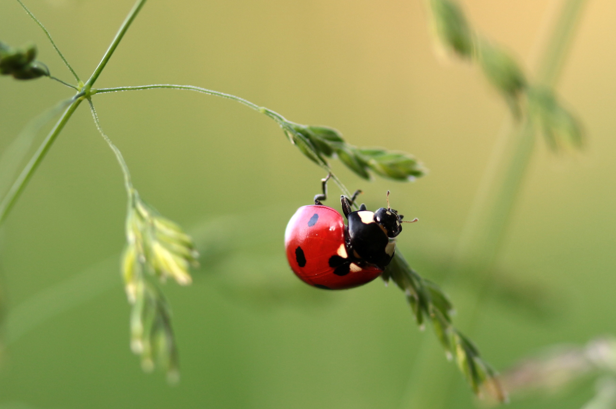 68383 download wallpaper grass, macro, insect, ladybug, ladybird screensavers and pictures for free