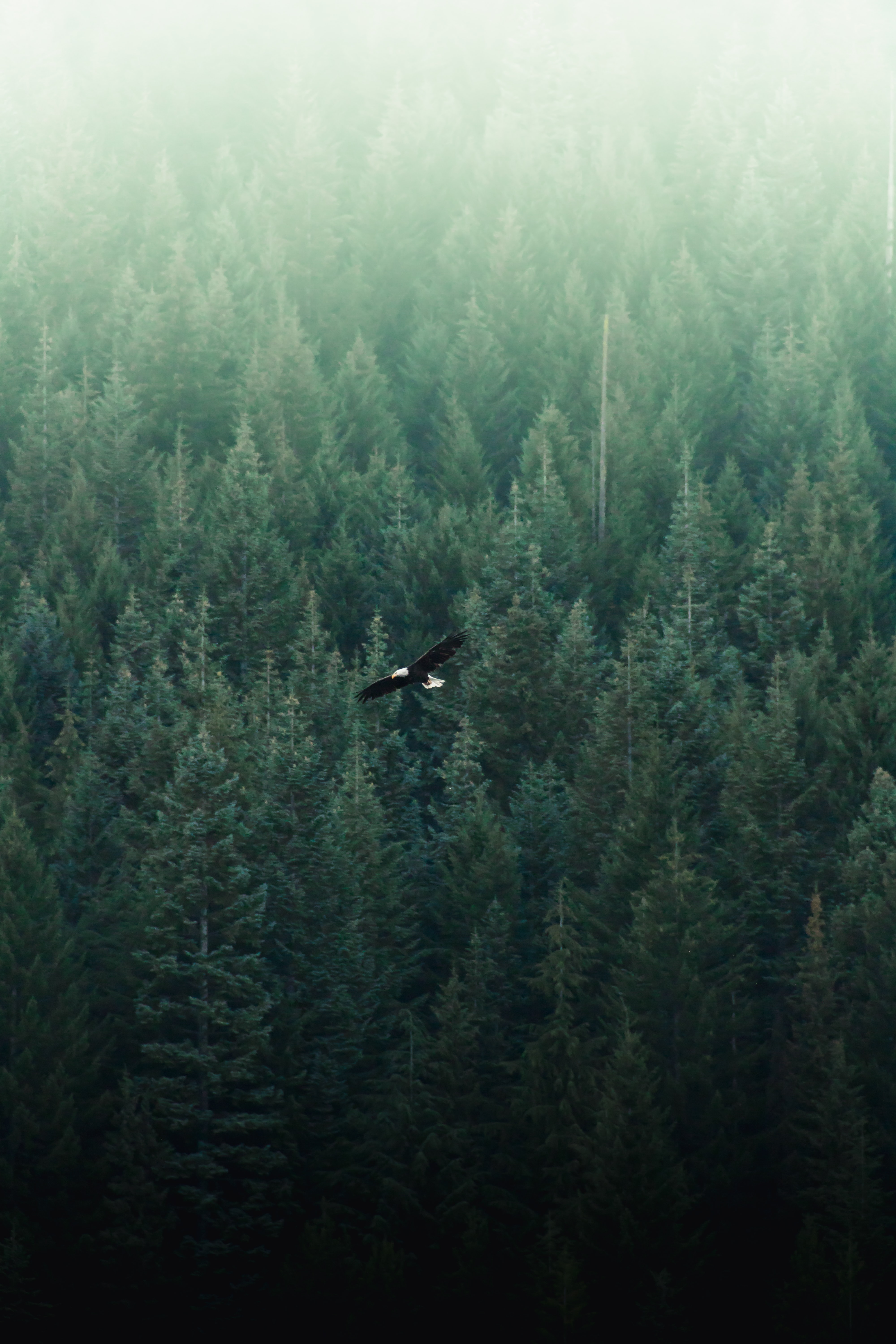 お使いの携帯電話の157297スクリーンセーバーと壁紙森林。 逃走, 森, 上から見る, 自然の写真を無料でダウンロード