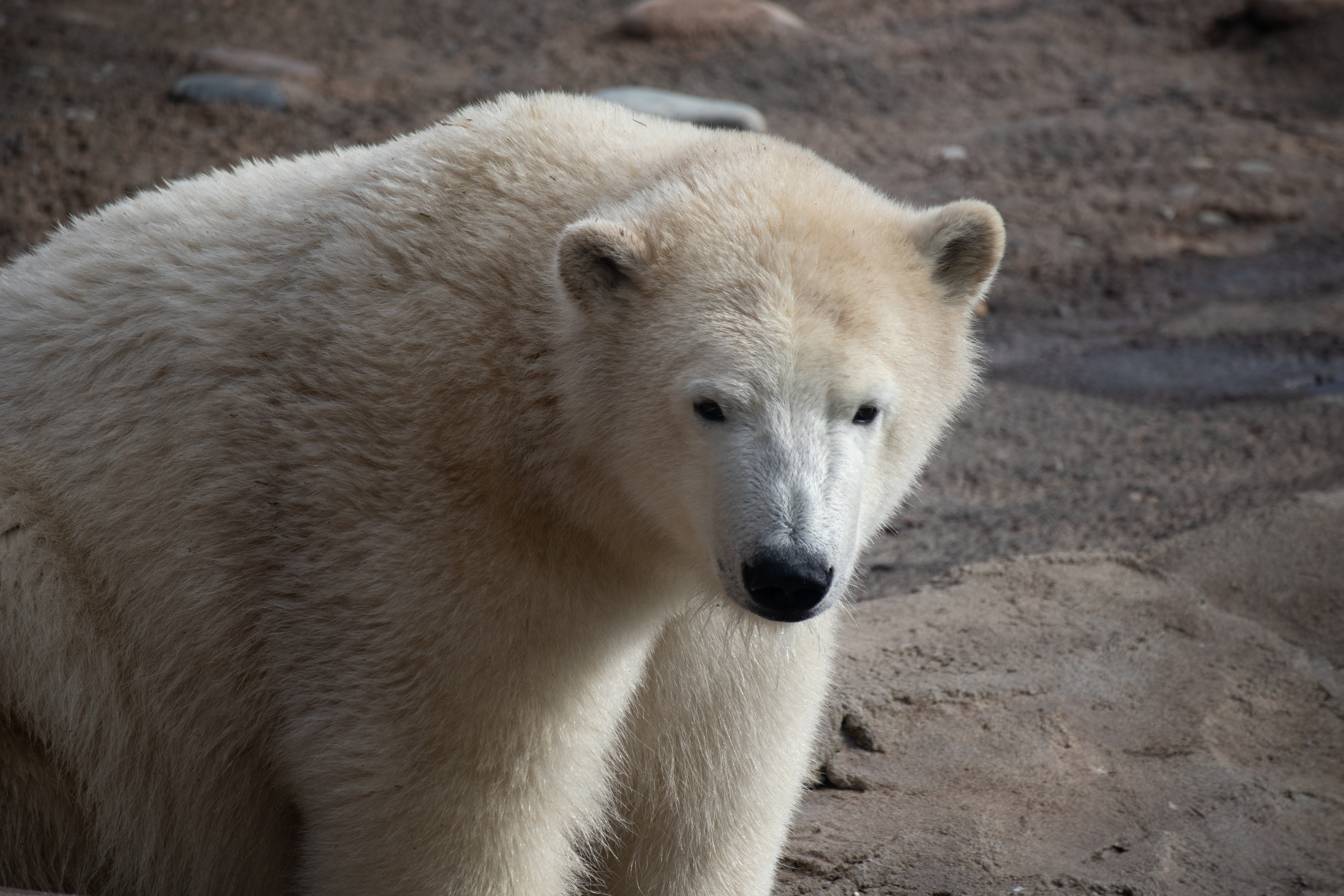bear, animal, animals, white Polar Bear HQ Background Images