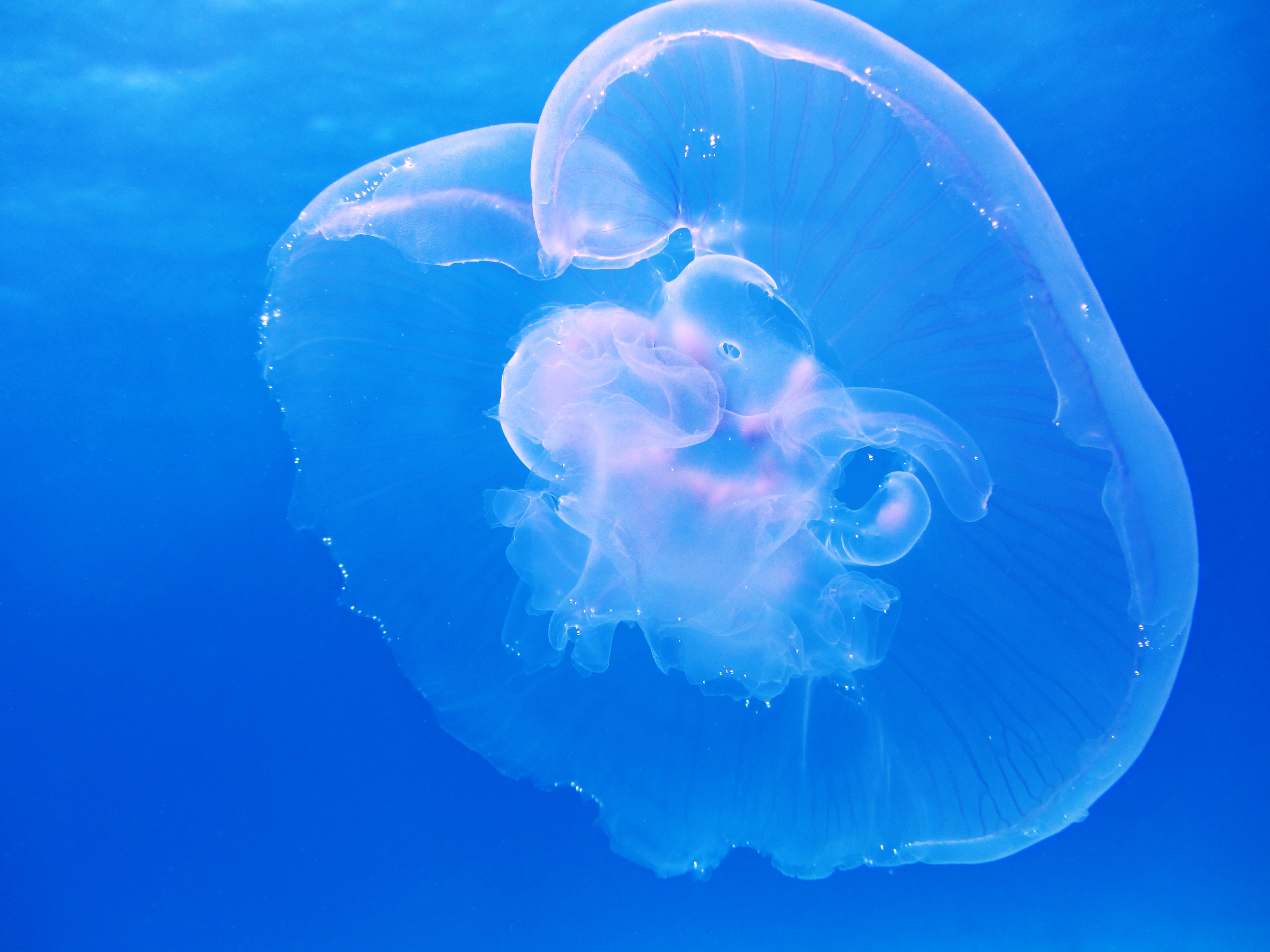 blue, jellyfish, animals, underwater world 2160p
