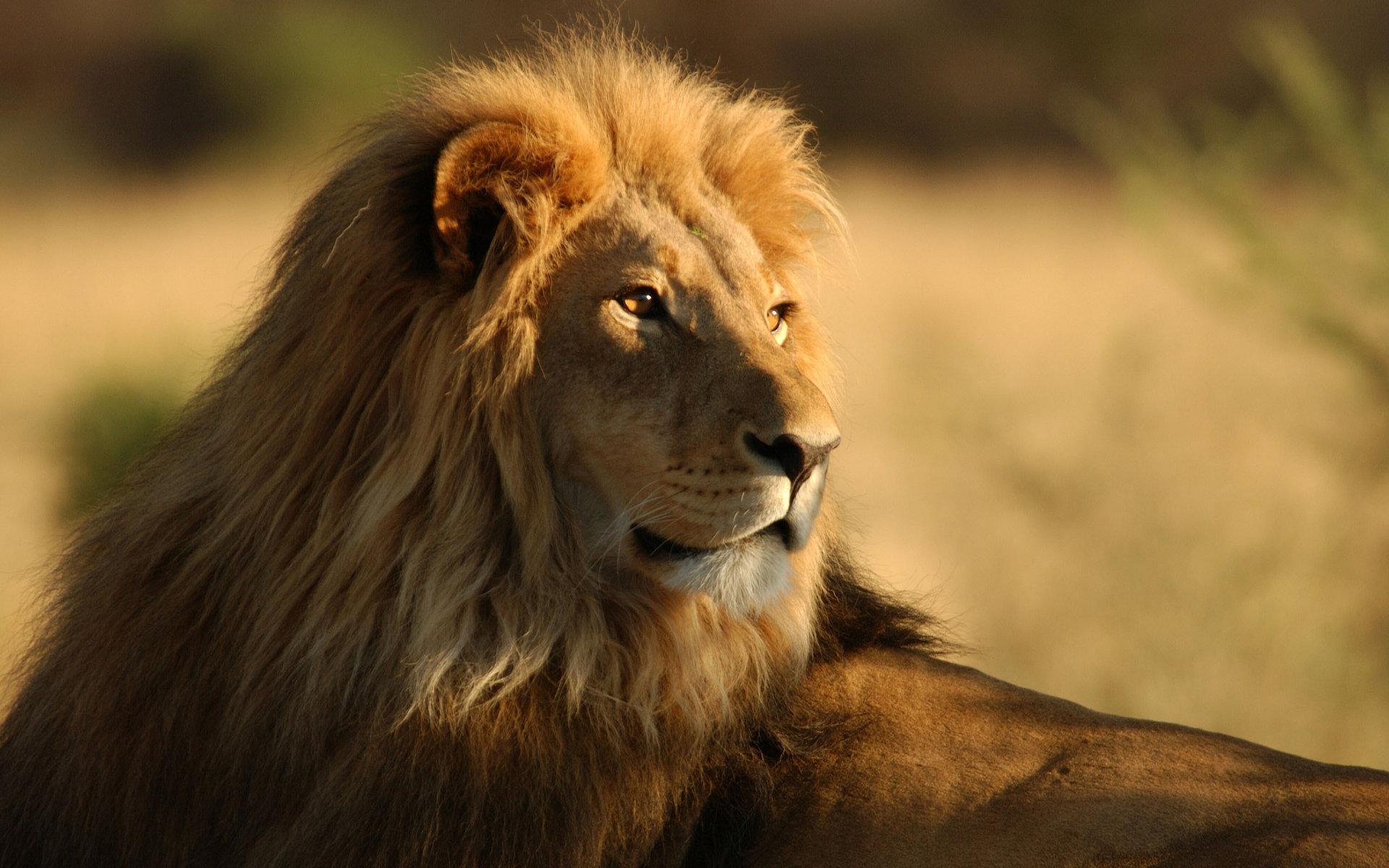 lions, animals, orange download HD wallpaper