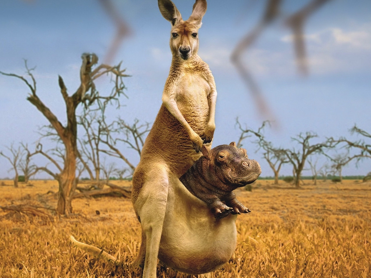 44153 Hintergrundbild herunterladen tiere, kangaroo, hippos - Bildschirmschoner und Bilder kostenlos