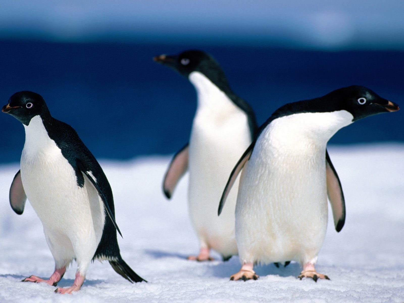 4944 Hintergrundbild herunterladen tiere, pinguins, blau - Bildschirmschoner und Bilder kostenlos