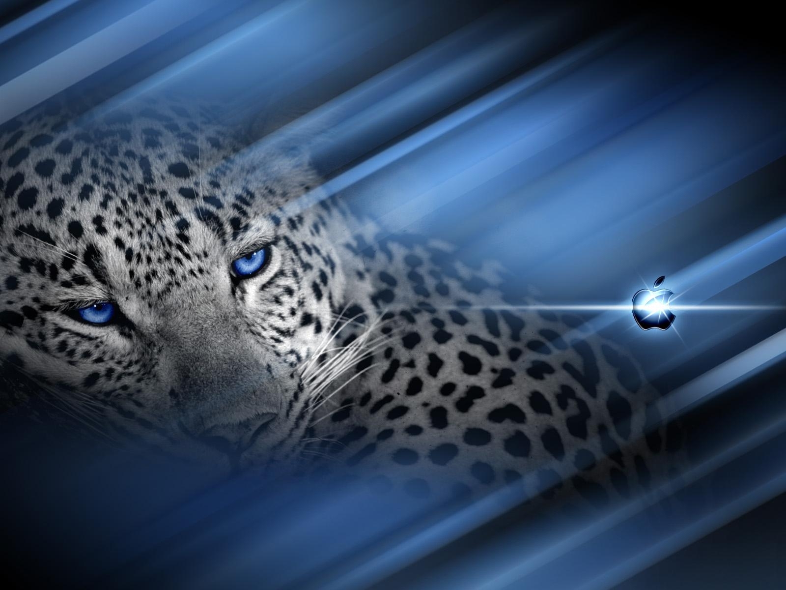 1651 скачать обои леопарды, животные, синие - заставки и картинки бесплатно