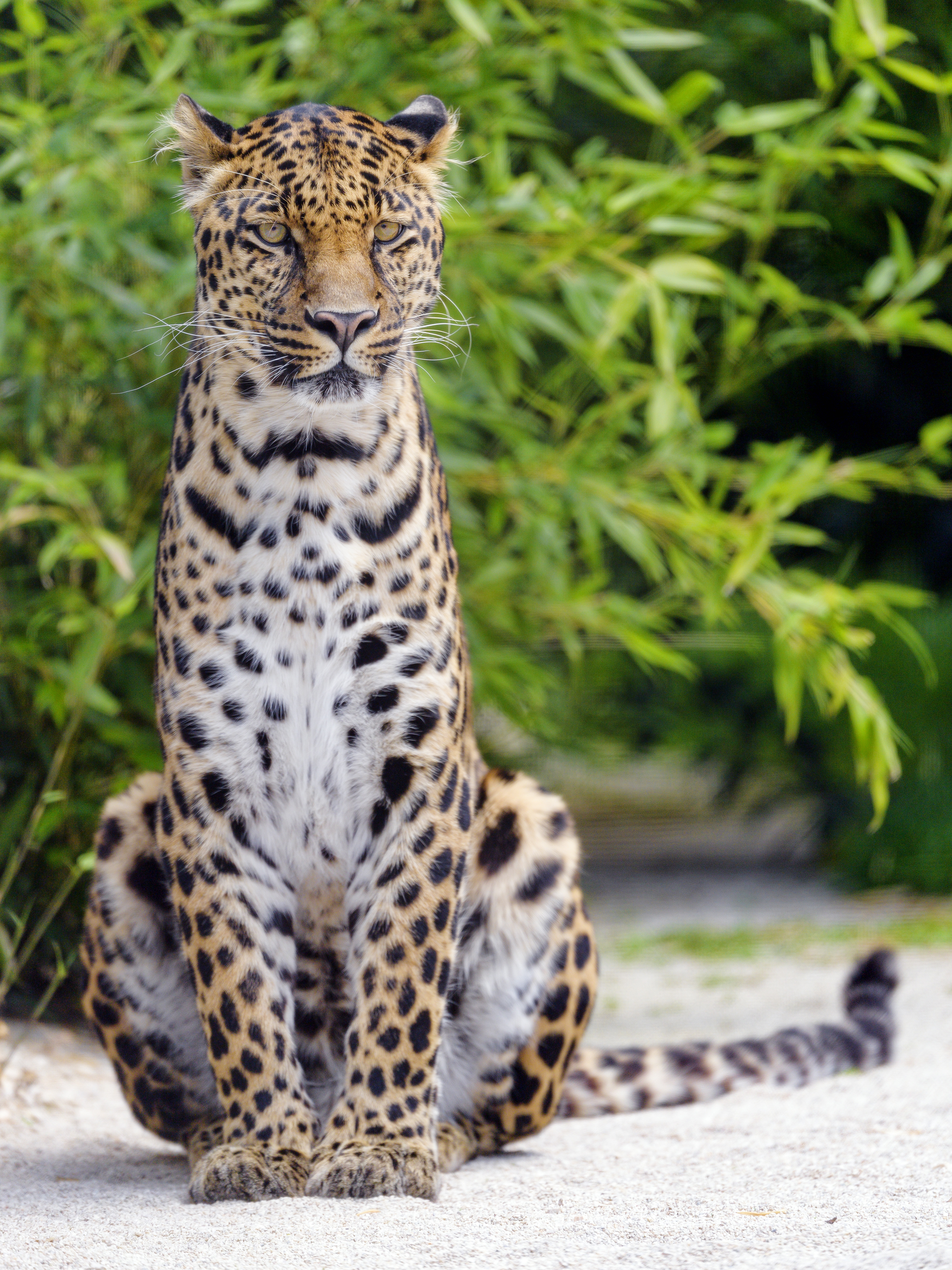 150559 скачать обои леопард, животные, хищник, большая кошка, взгляд - заставки и картинки бесплатно