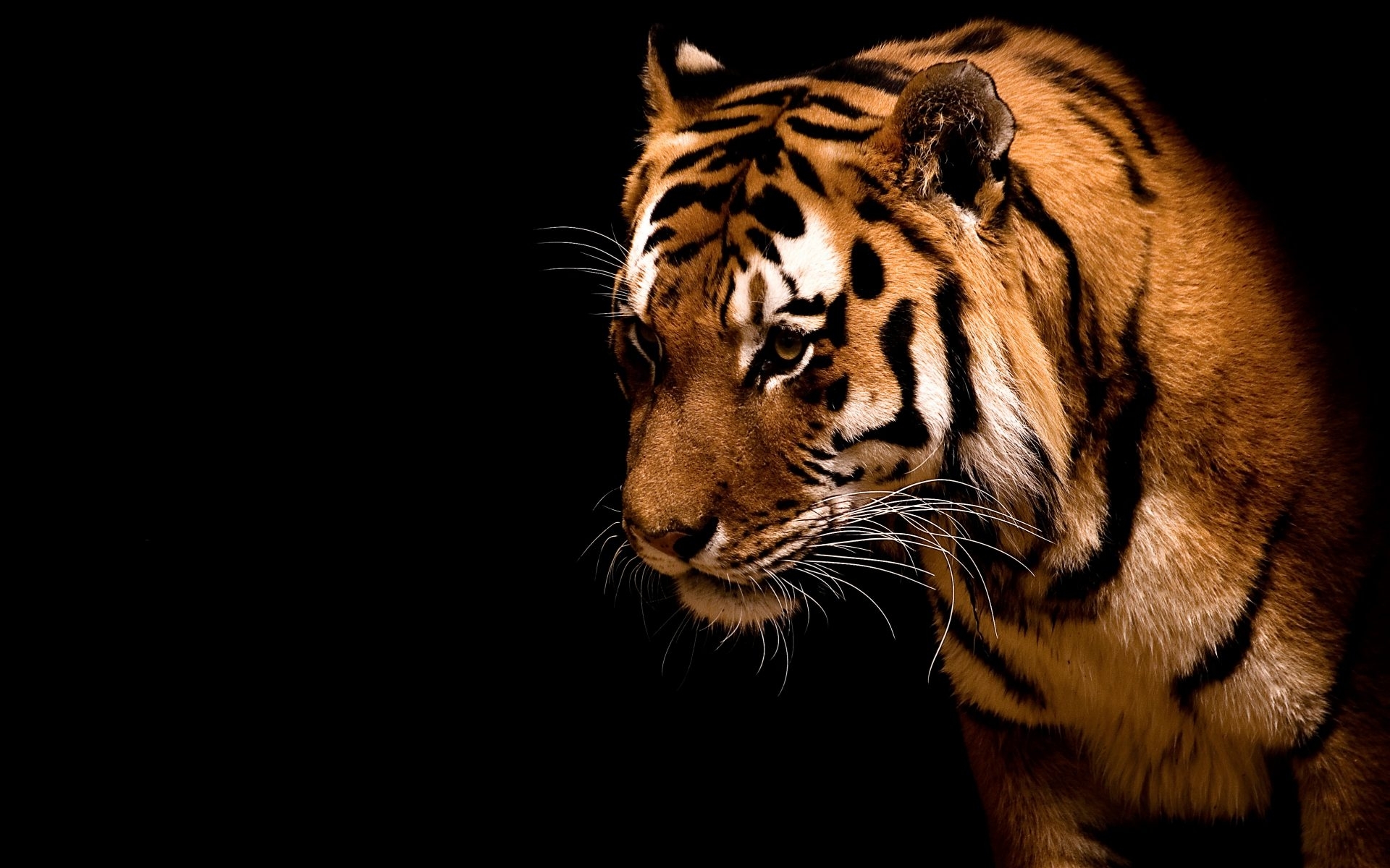 45438 télécharger le fond d'écran tigres, animaux, noir - économiseurs d'écran et images gratuitement