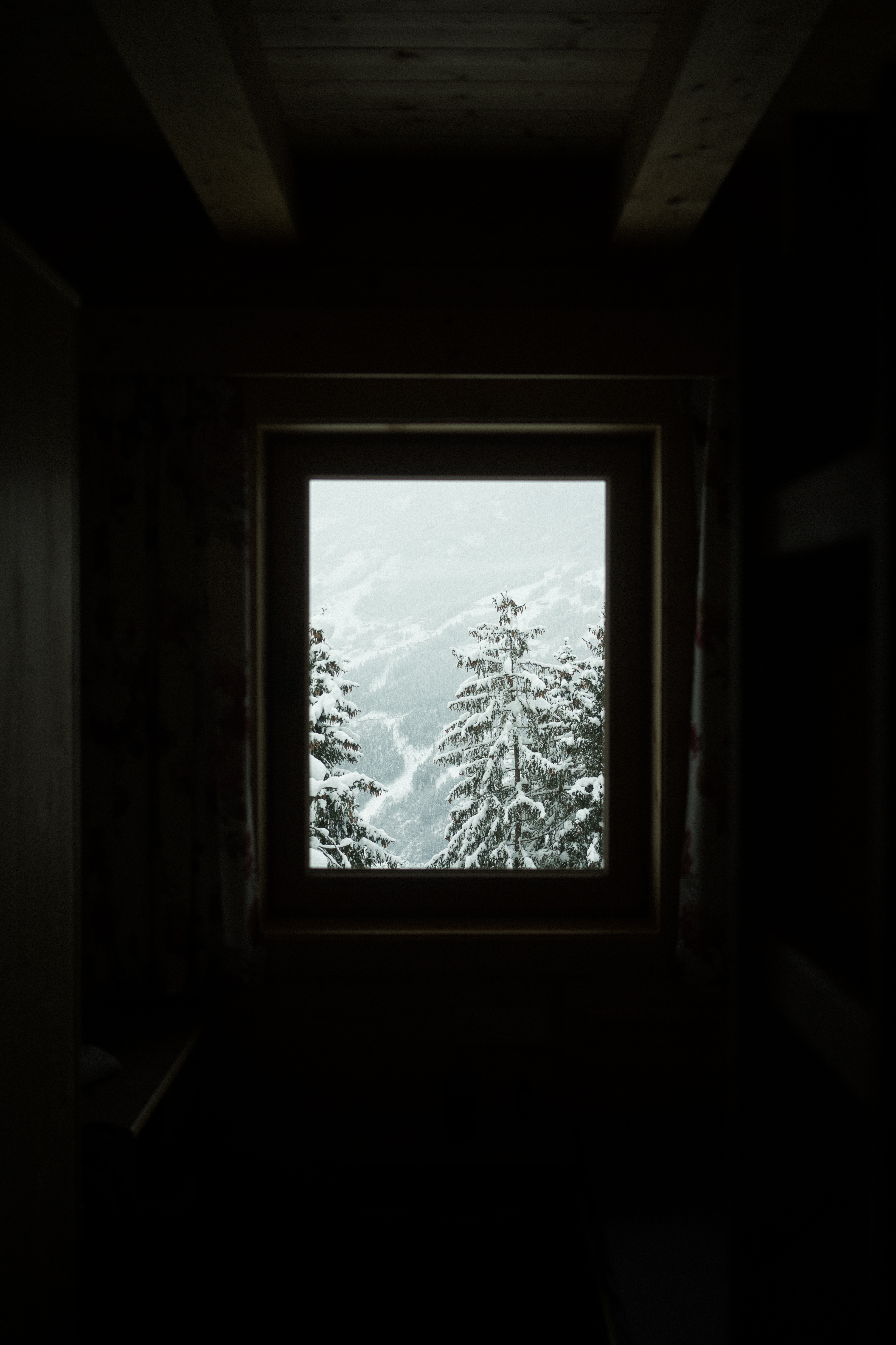 81087 скачать обои темные, заснеженный, деревья, зима, окно - заставки и картинки бесплатно