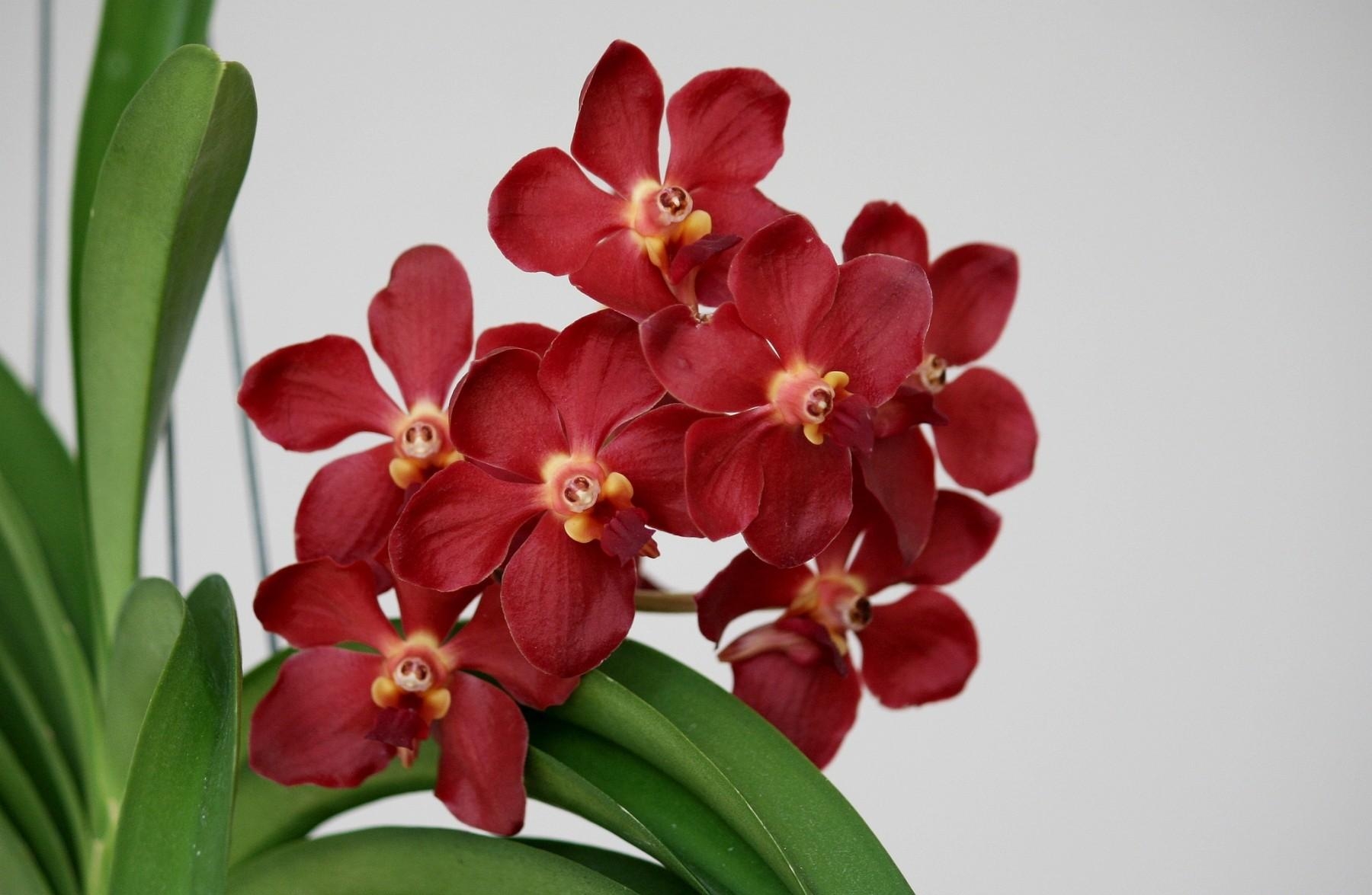 155807 Bildschirmschoner und Hintergrundbilder Orchidee auf Ihrem Telefon. Laden Sie blume, blumen, orchid, blühen Bilder kostenlos herunter