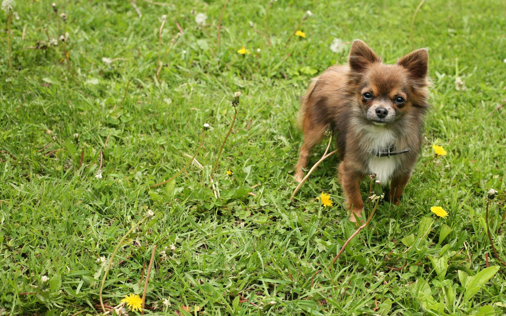 Laden Sie das Tiere, Grass, Hund, Sicht, Meinung, Bummel, Spaziergang-Bild kostenlos auf Ihren PC-Desktop herunter