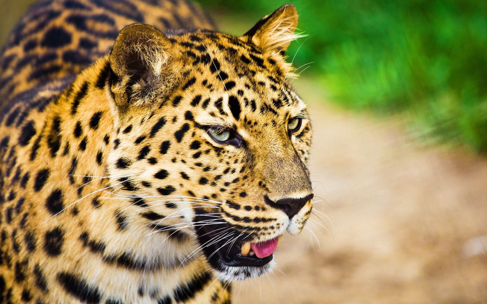 156922 Screensavers and Wallpapers Scream for phone. Download animals, background, leopard, muzzle, spotted, spotty, predator, big cat, blurred, scream, cry, greased pictures for free