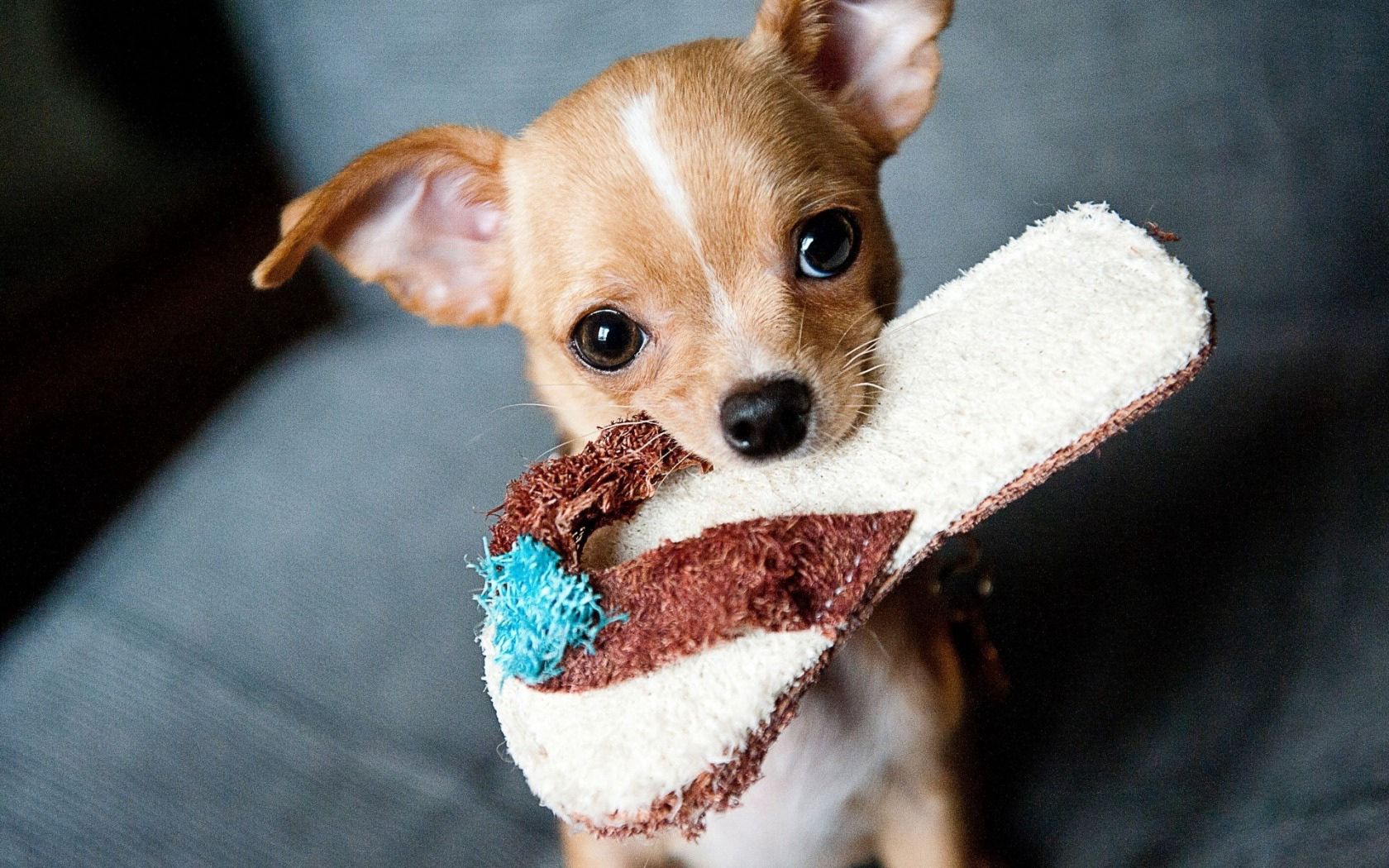 Die besten Chihuahua-Hintergründe für den Telefonbildschirm