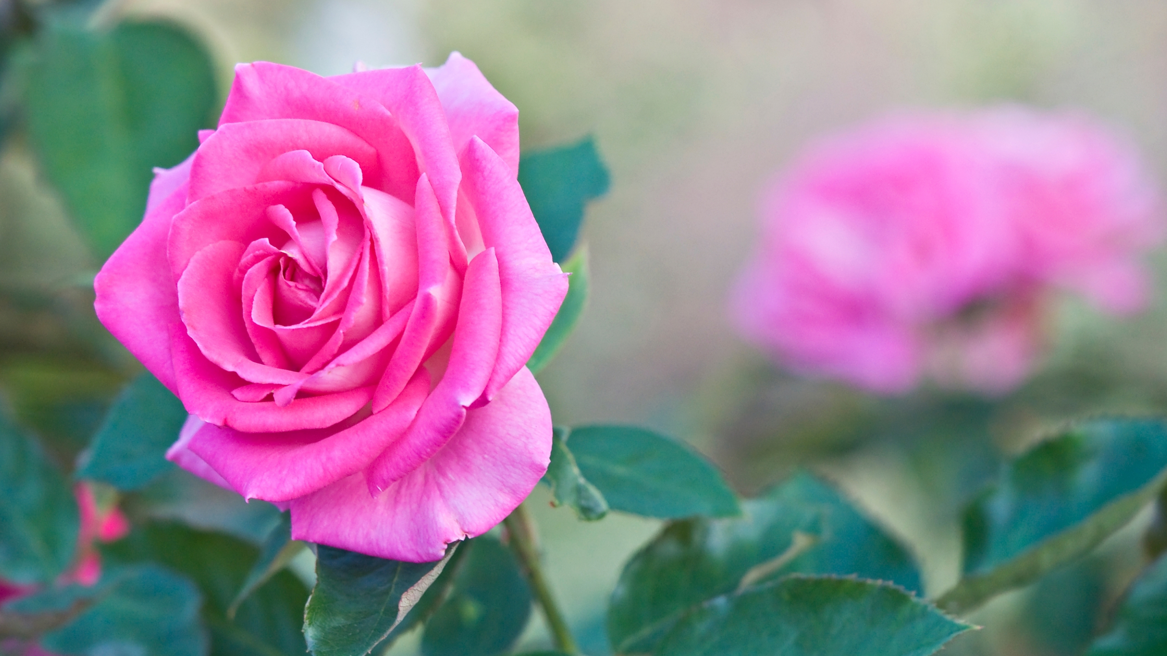 356817 Salvapantallas y fondos de pantalla Rosa en tu teléfono. Descarga imágenes de flor, rosa rosada, flores, tierra/naturaleza gratis
