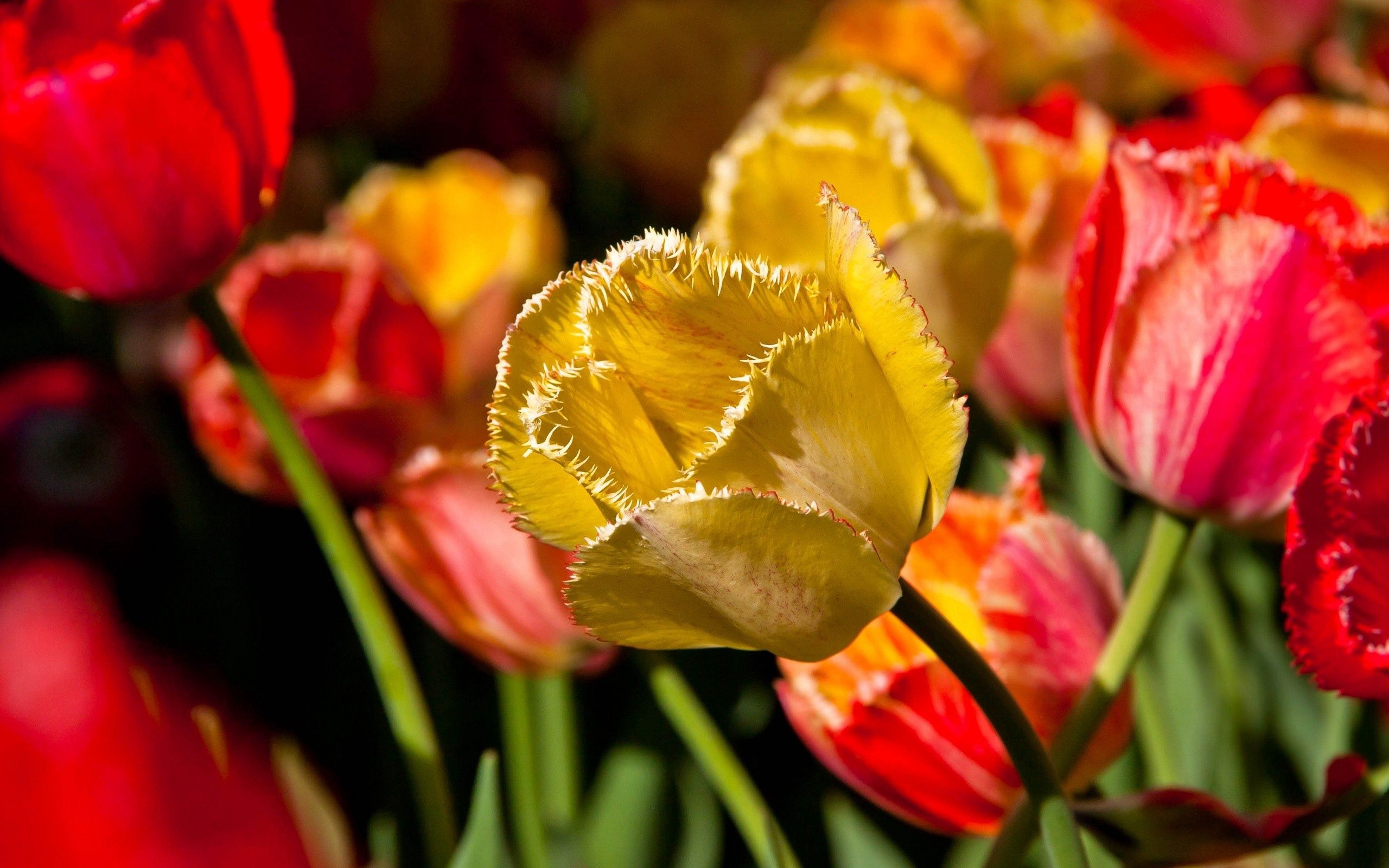 110561 Bild herunterladen blumen, blütenblätter, ast, zweig, tulip, tulpe - Hintergrundbilder und Bildschirmschoner kostenlos