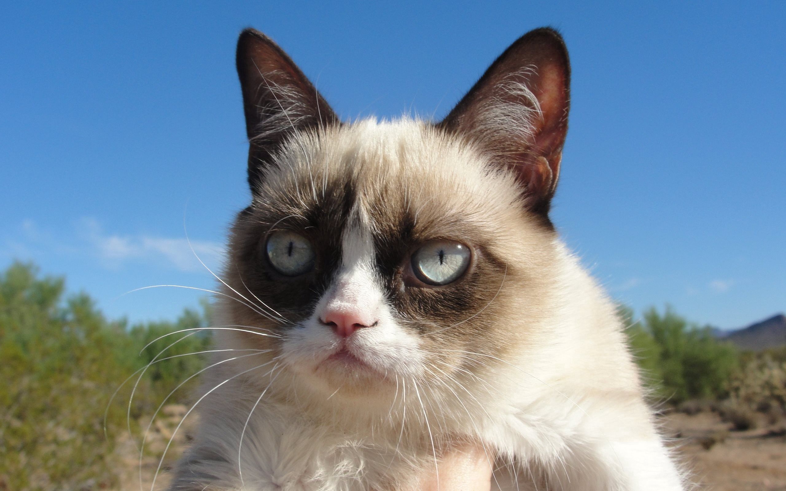 Kostenlose Grumpy Katze HD-Bilder herunterladen