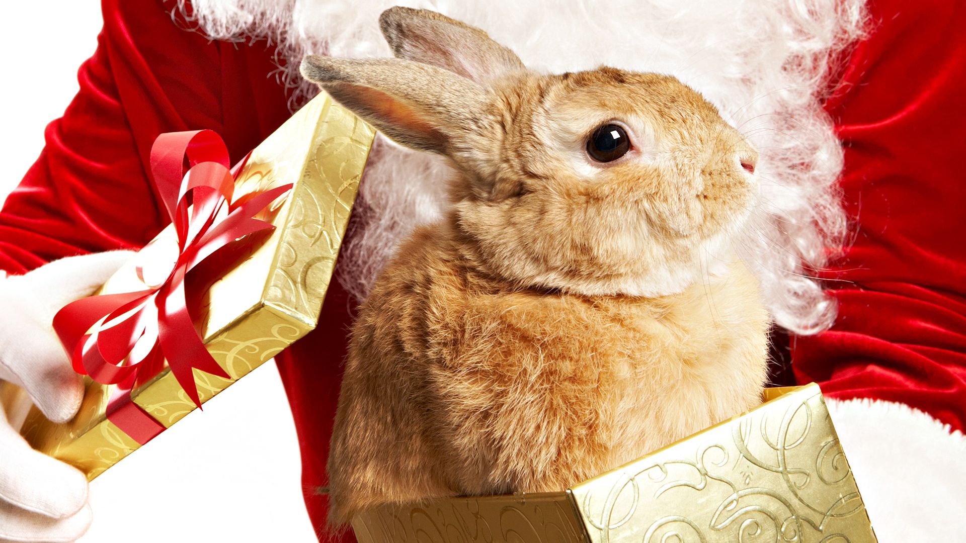 Free Images eared, animals, beautiful, box Rabbit