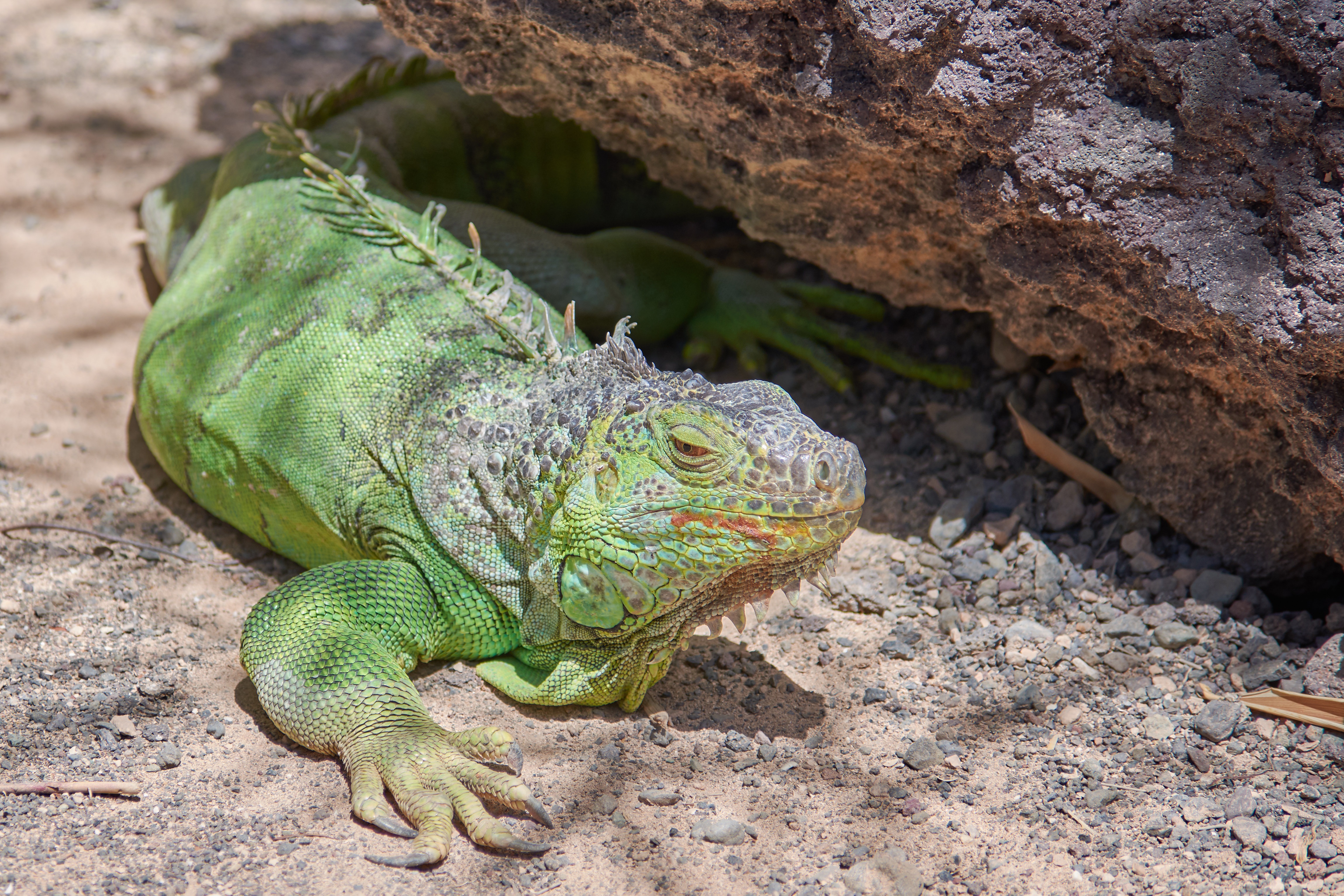 114512 Bildschirmschoner und Hintergrundbilder Iguana auf Ihrem Telefon. Laden Sie leguan, reptile, reptil, farbe Bilder kostenlos herunter