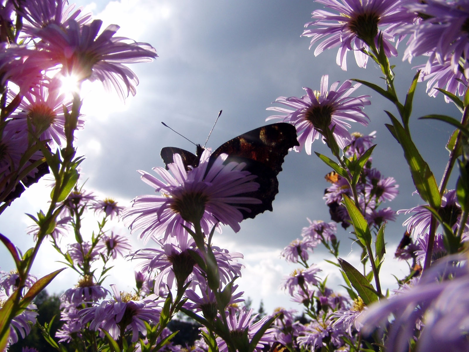 Laden Sie das Schmetterlinge, Pflanzen, Blumen-Bild kostenlos auf Ihren PC-Desktop herunter