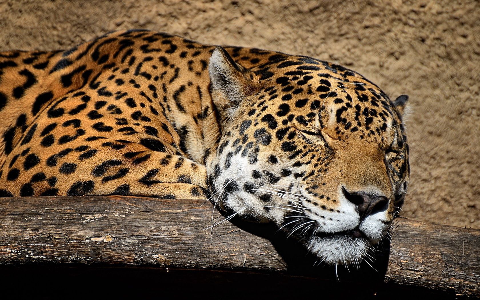 129194 Bild herunterladen tiere, jaguar, schnauze, große katze, big cat, schlafen, traum - Hintergrundbilder und Bildschirmschoner kostenlos