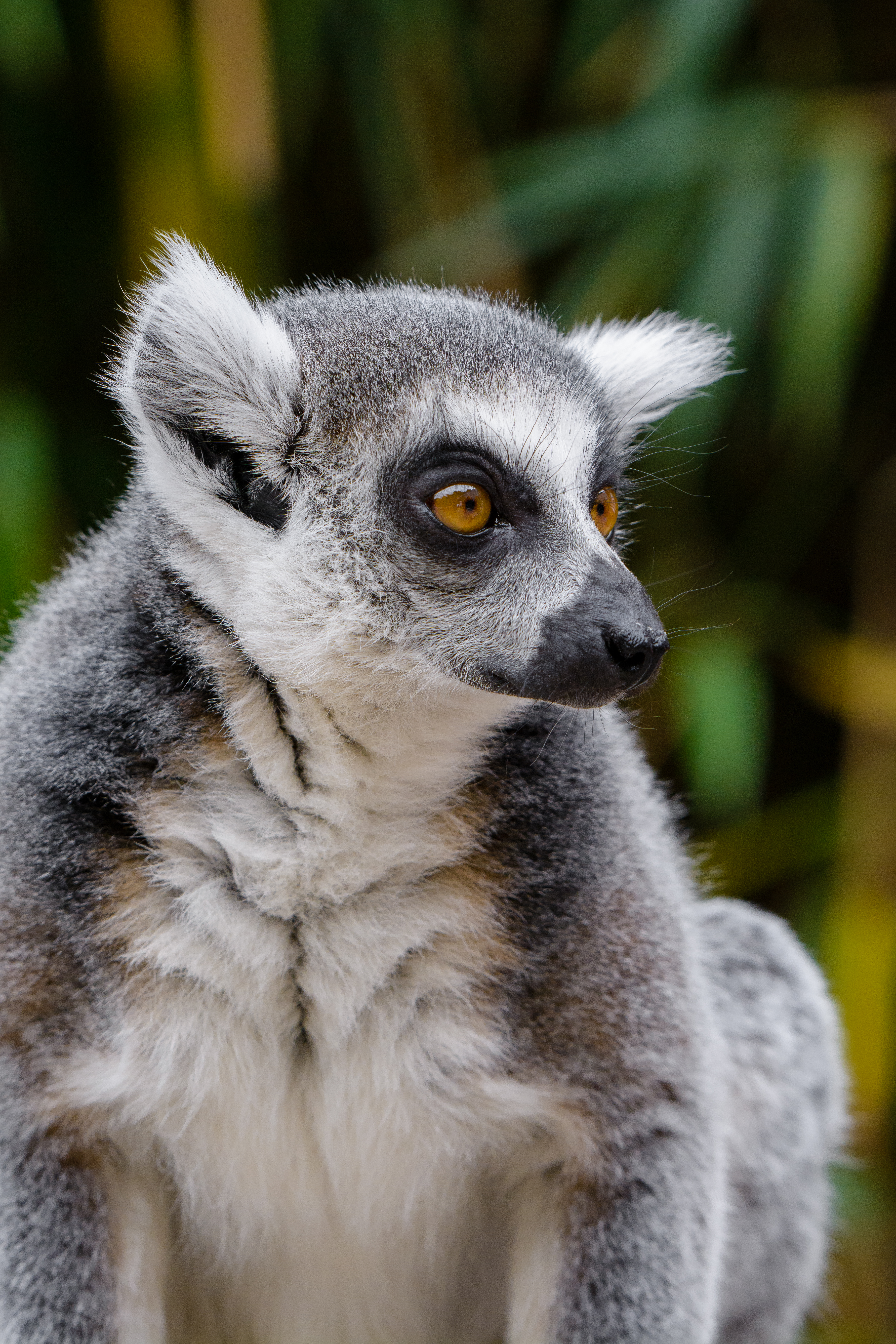 135697 Hintergrundbild herunterladen lemur, tiere, sicht, meinung, wilde natur, wildlife - Bildschirmschoner und Bilder kostenlos
