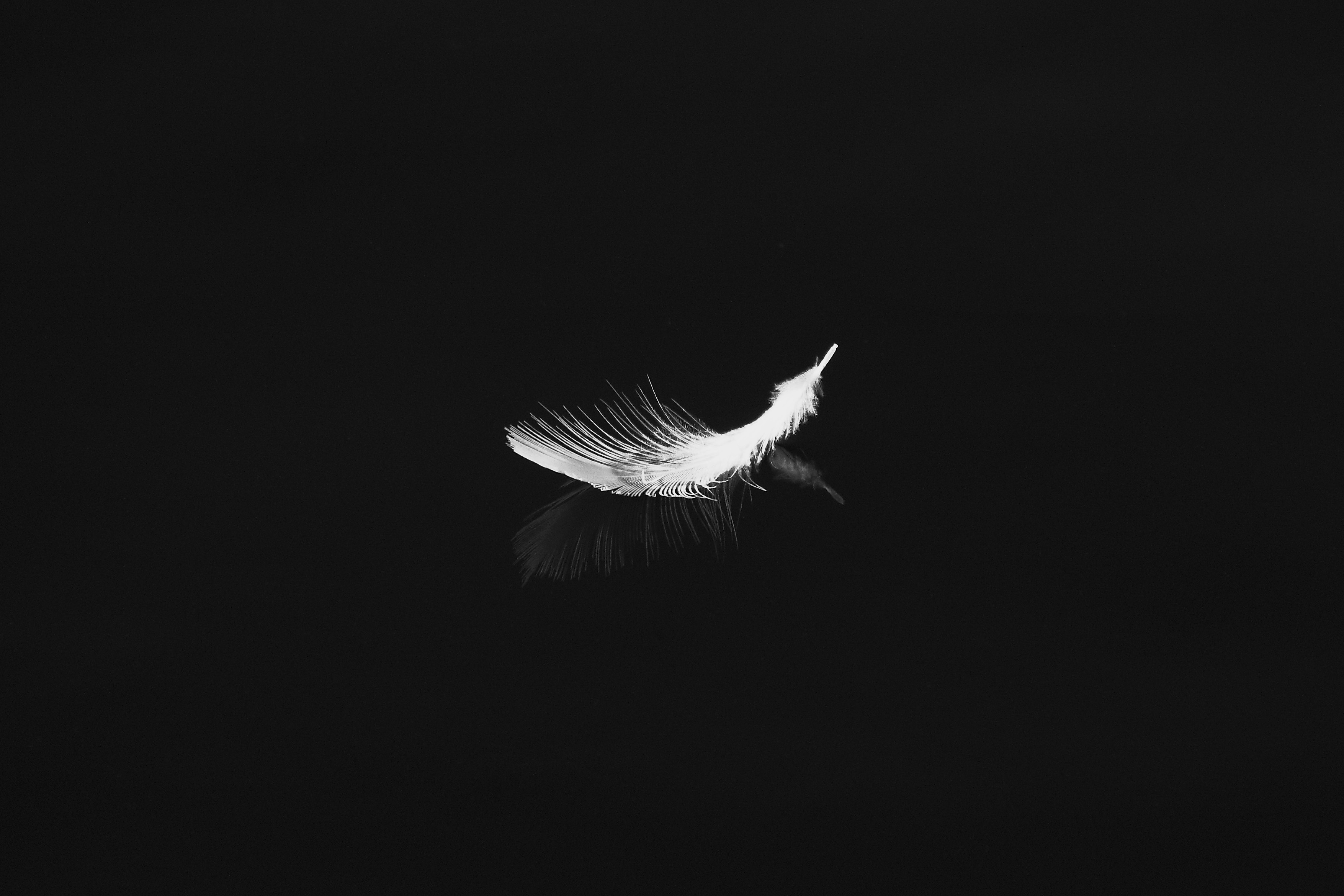 144467 download wallpaper minimalism, white, feather, reflection, bw, chb, pen screensavers and pictures for free