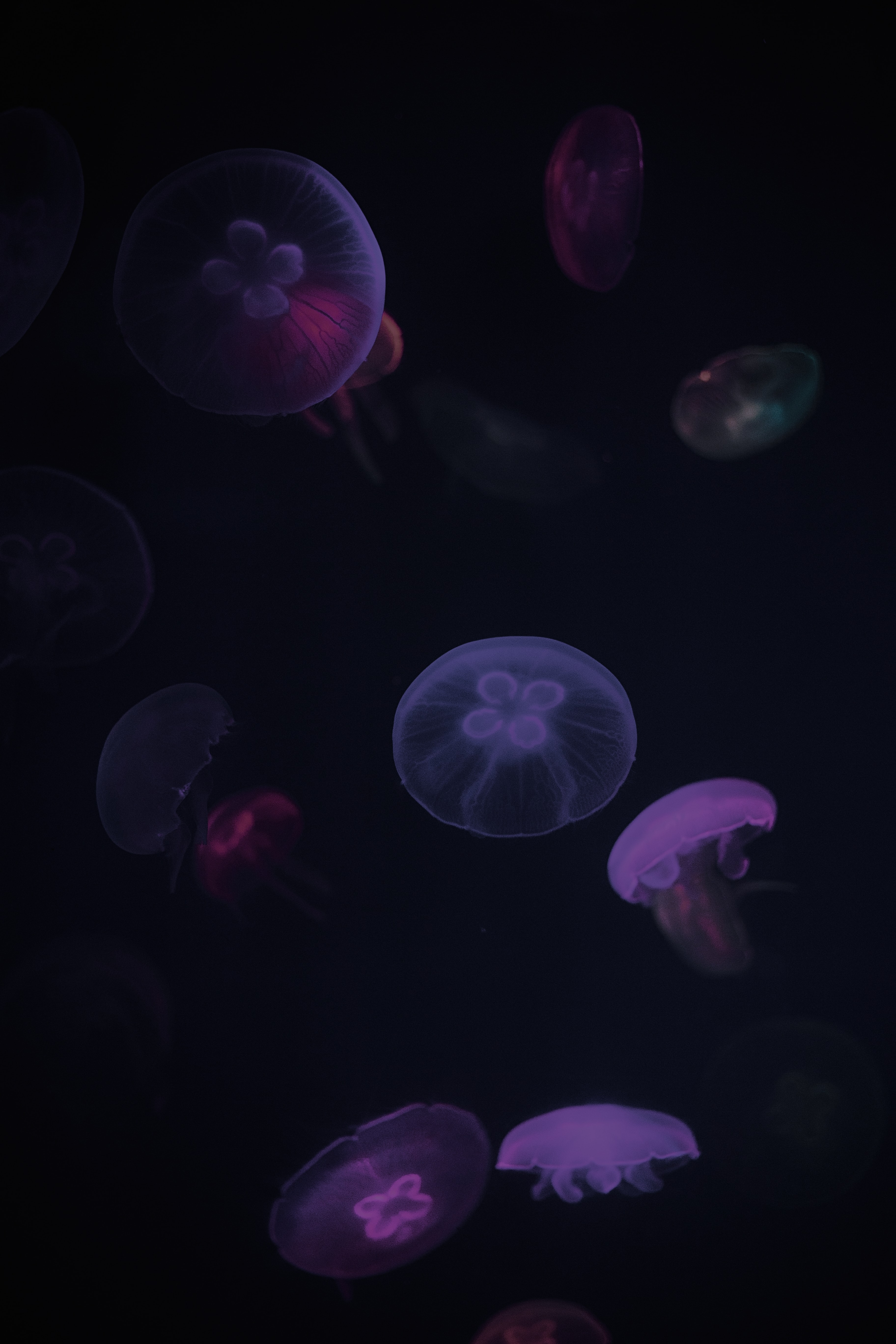 104137 Bild herunterladen tiere, jellyfish, violett, dunkel, lila, unter dem wasser, unterwasser - Hintergrundbilder und Bildschirmschoner kostenlos