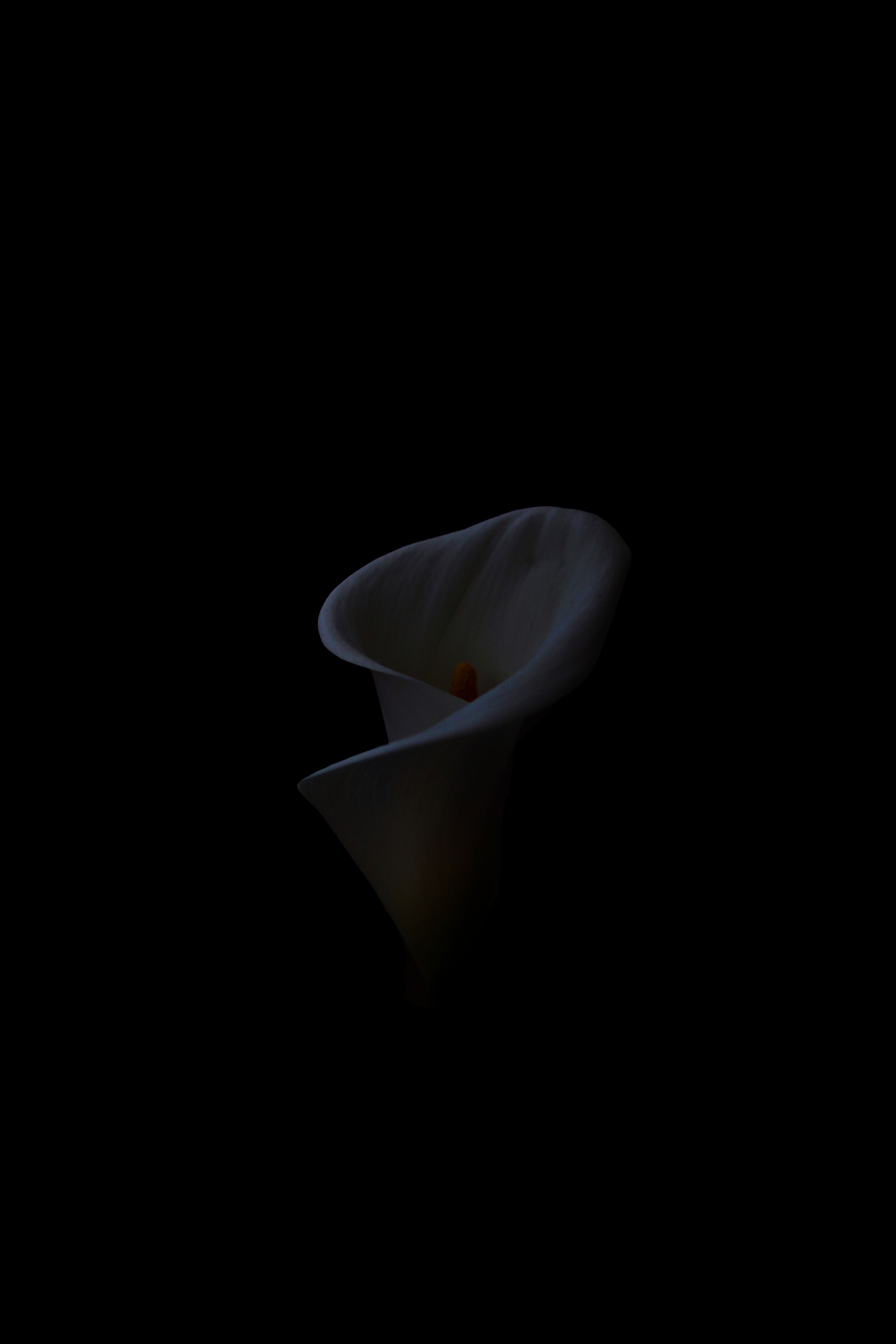 calla, black background, minimalism, flower, white breaker cellphone