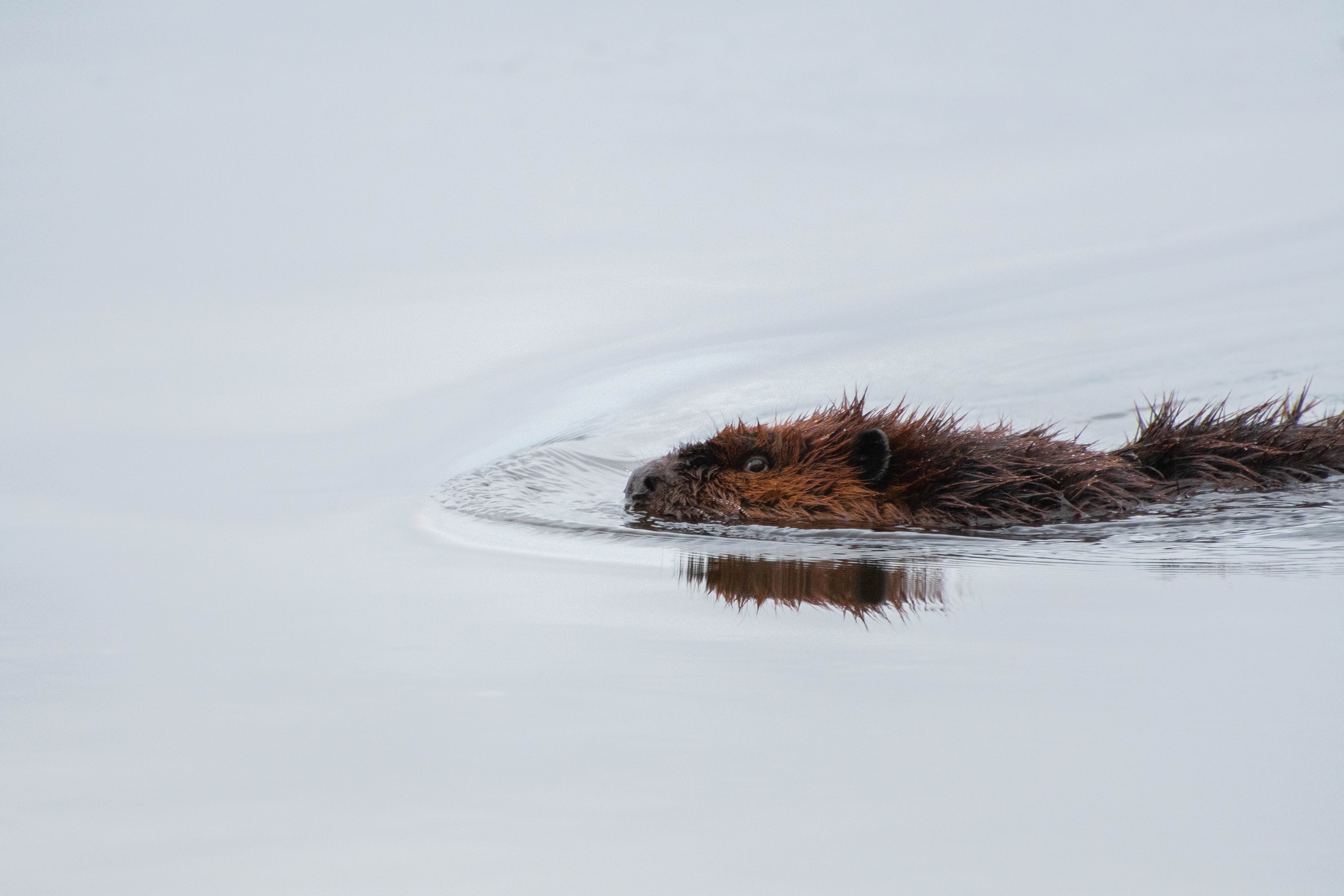 beaver, water, animals, wildlife Lock Screen Images