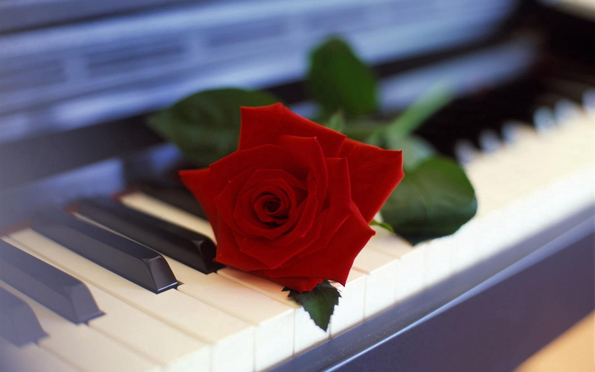 53839 download wallpaper piano, music, flowers, flower, rose flower, rose screensavers and pictures for free