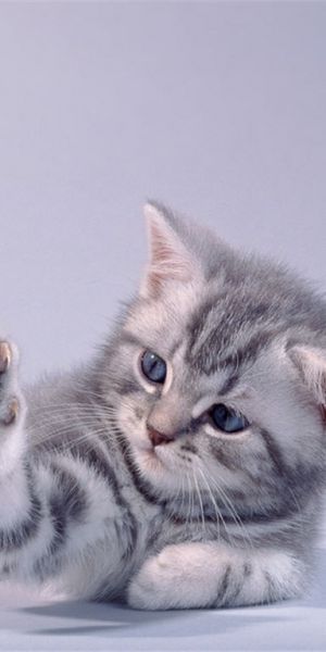Кошки фото на обои для телефона